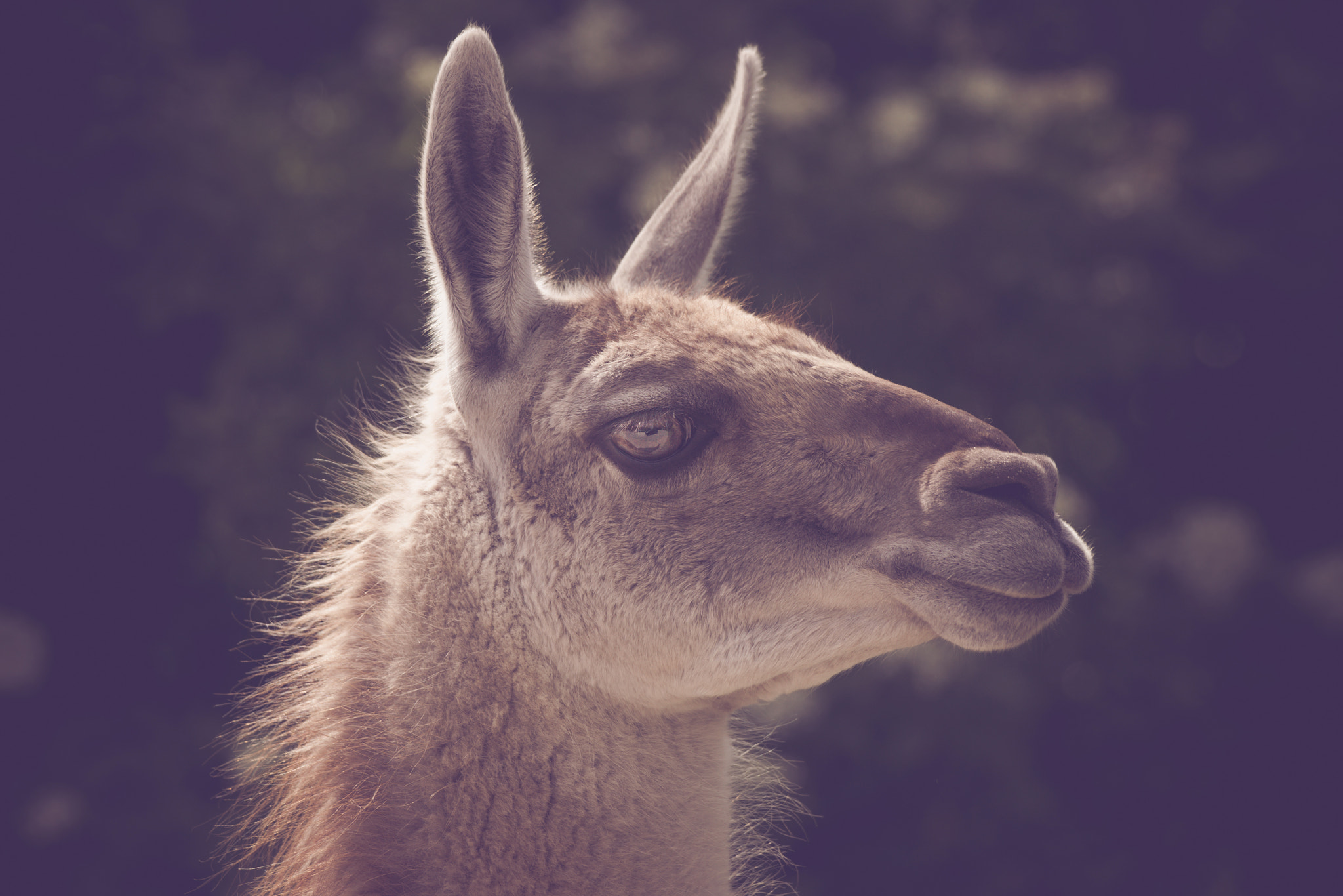 Sony 70-400mm F4-5.6 G SSM II sample photo. Guanako lama headshot in the sun photography