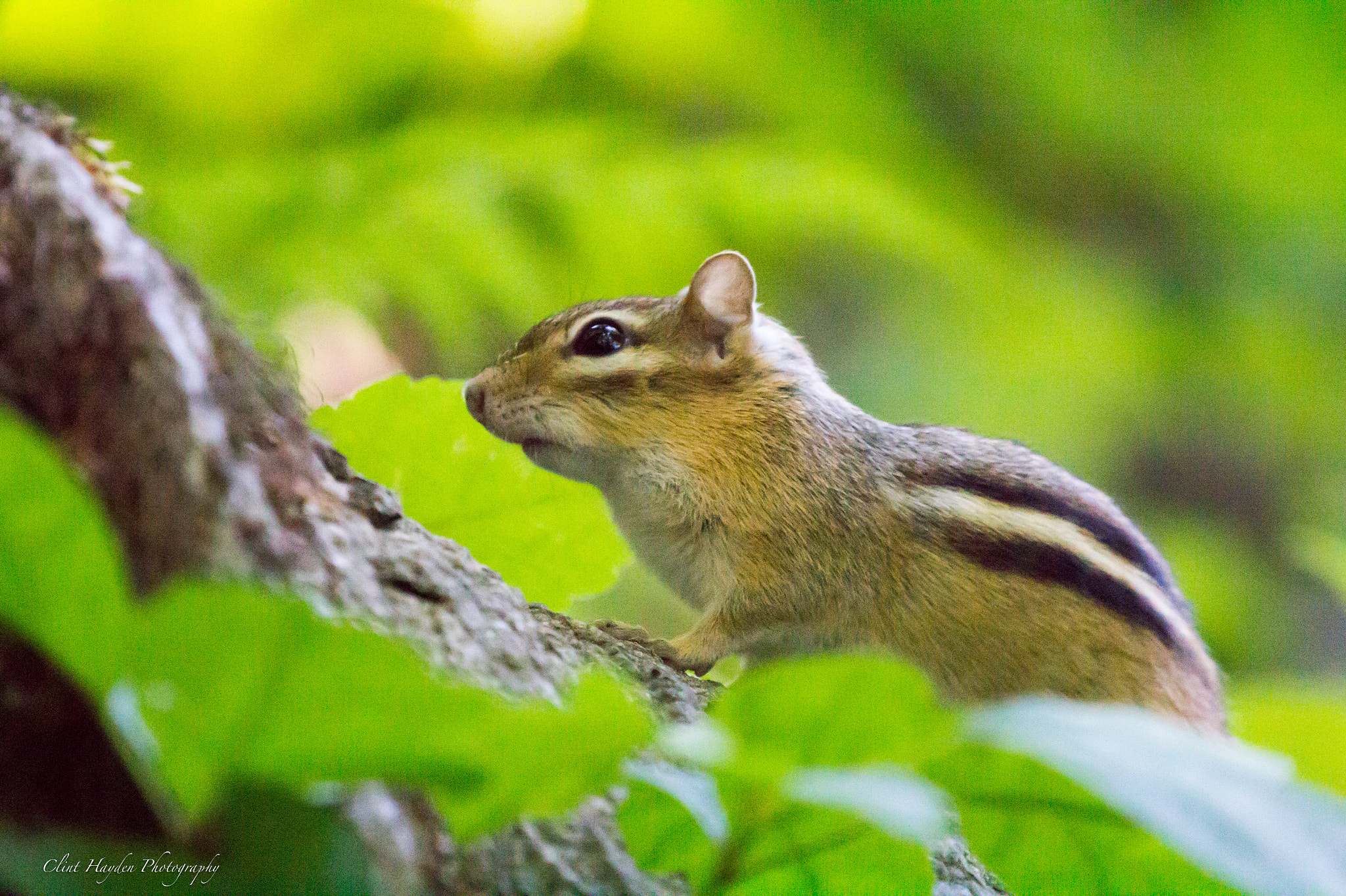 Canon EF 100-400mm F4.5-5.6L IS USM sample photo