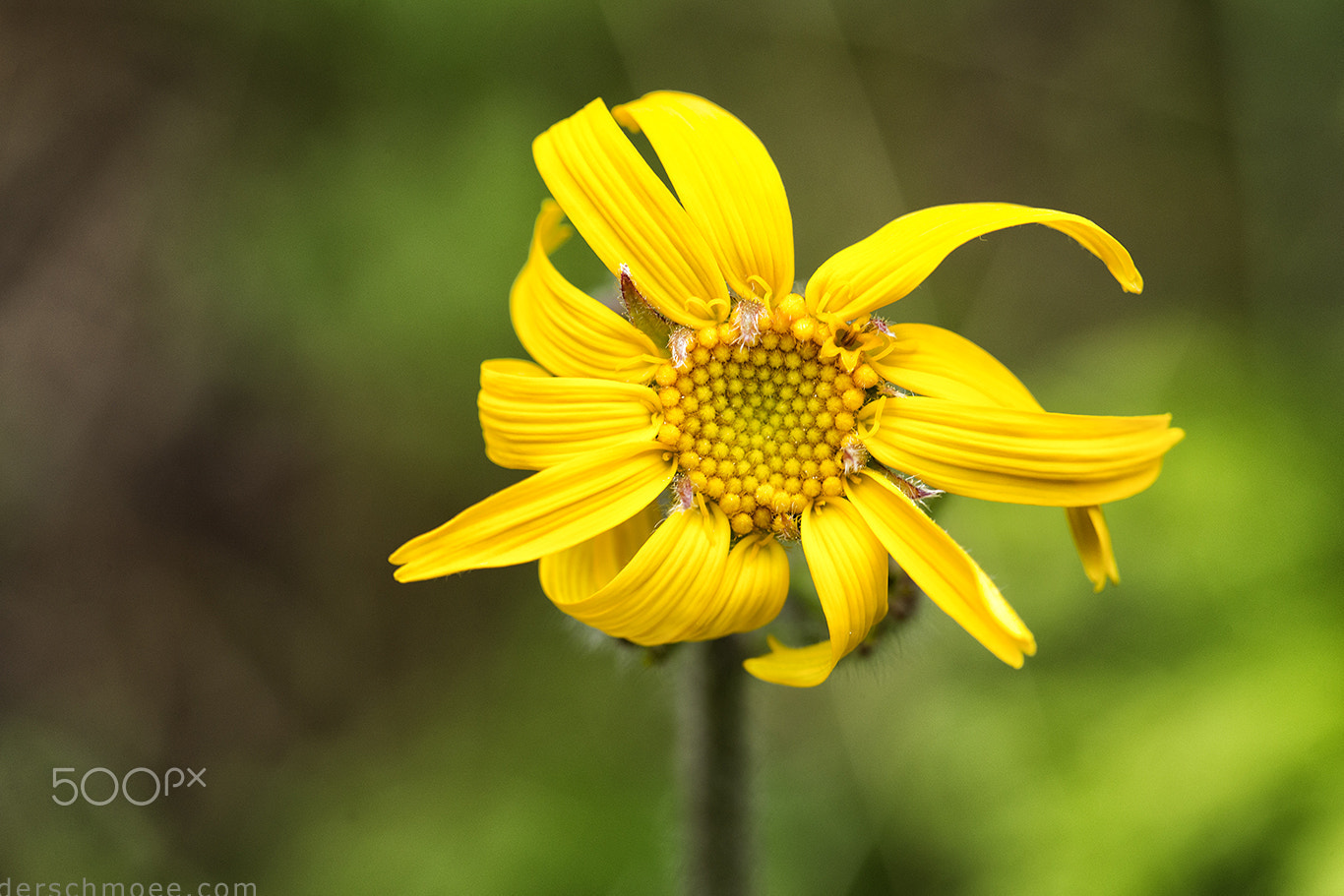 Canon EF 100mm F2.8 Macro USM sample photo. Die arnika ! photography