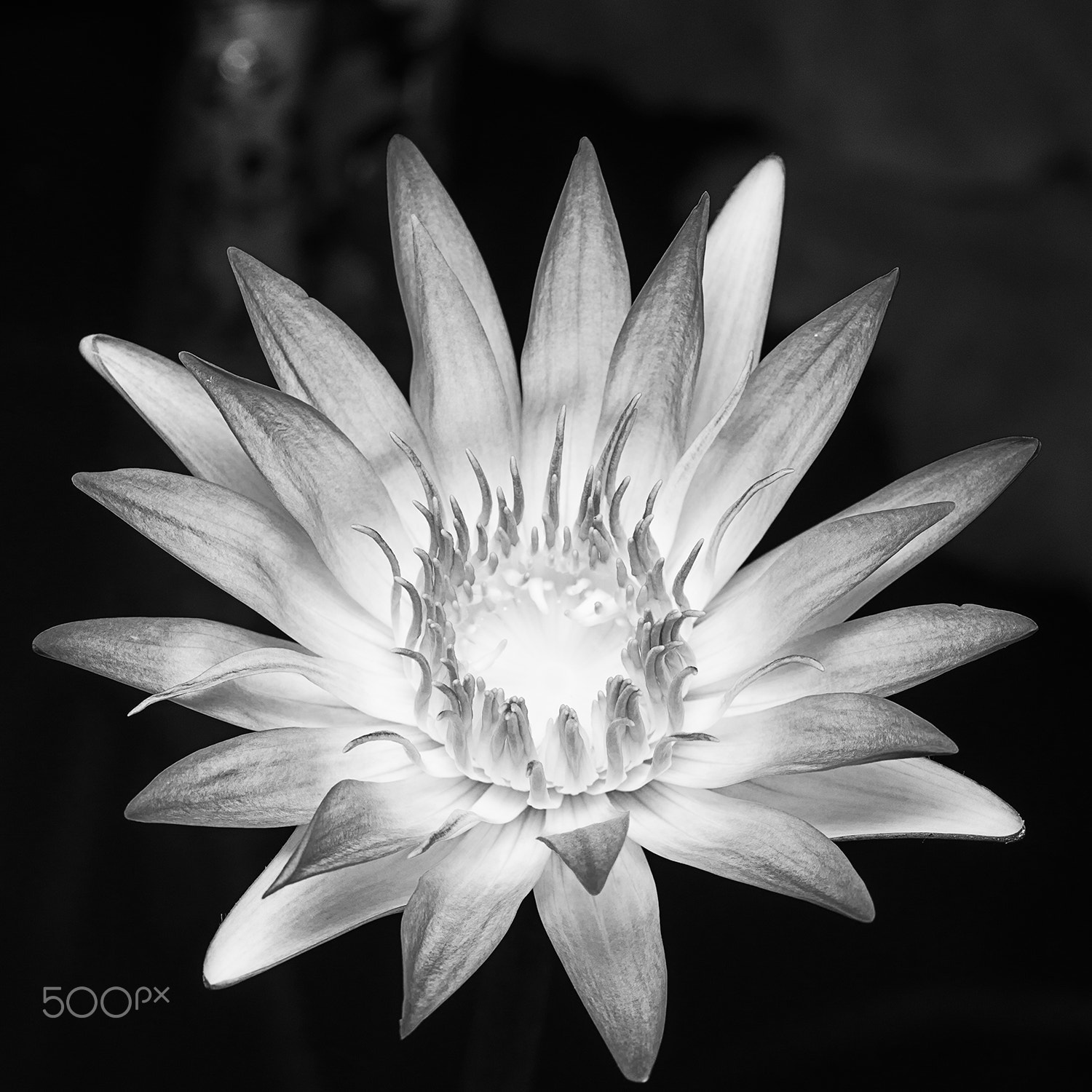 Sony a99 II + Sony 100mm F2.8 Macro sample photo. Ganna walska photography