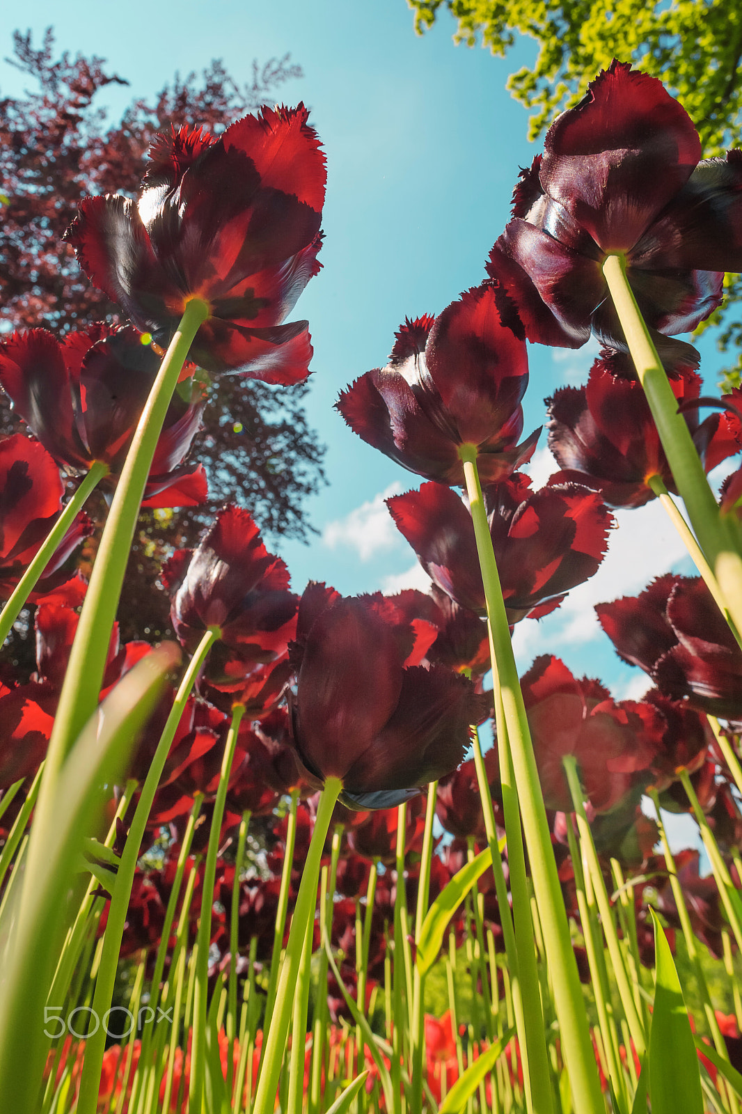 Canon EF 24mm F1.4L II USM sample photo. Tulip field in keukenhof gardens, lisse, netherlands photography