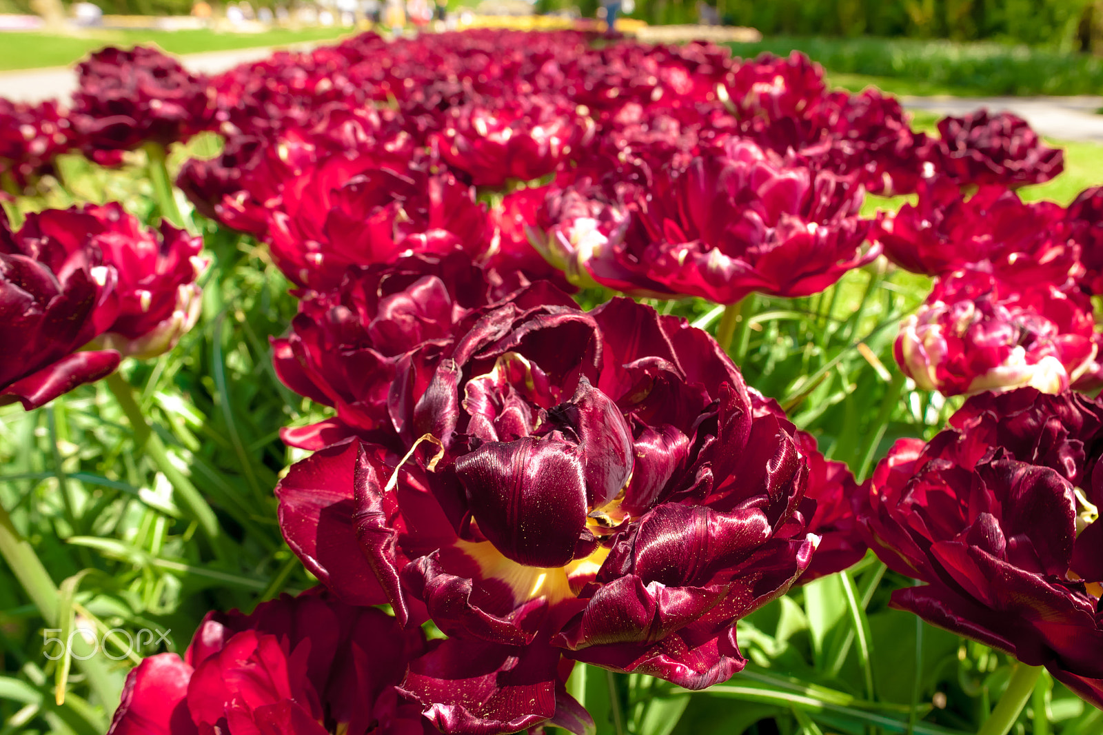Canon EF 24mm F1.4L II USM sample photo. Tulip field in keukenhof gardens, lisse, netherlands photography