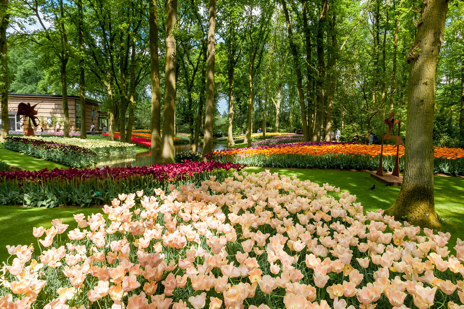 Canon EF 24mm F1.4L II USM sample photo. Tulip field in keukenhof gardens, lisse, netherlands photography