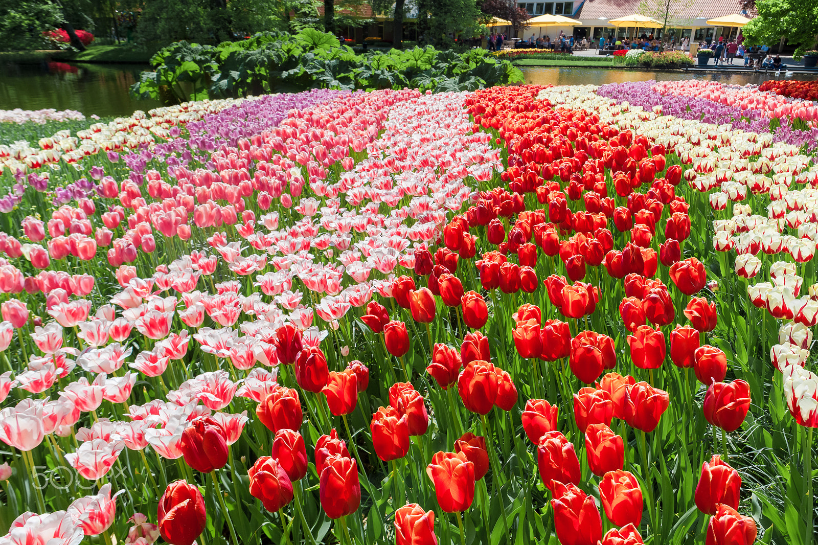 Canon EF 24mm F1.4L II USM sample photo. Tulip field in keukenhof gardens, lisse, netherlands photography