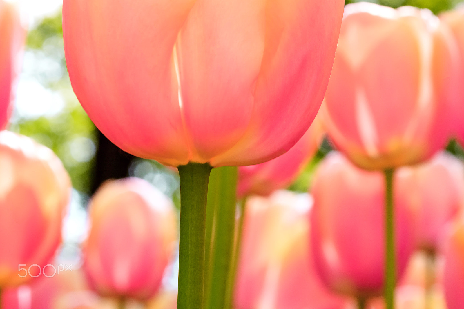 ZEISS Makro-Planar T* 100mm F2 sample photo. Tulip field in keukenhof gardens, lisse, netherlands photography