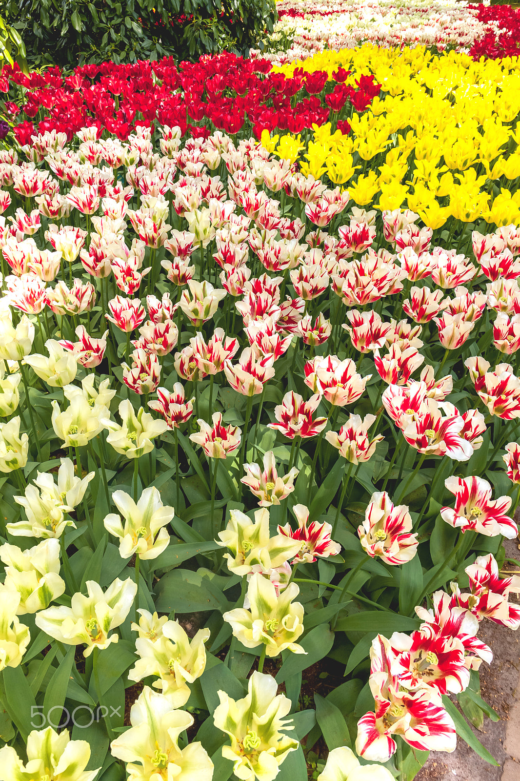 Canon EF 24mm F1.4L II USM sample photo. Tulip field in keukenhof gardens, lisse, netherlands photography