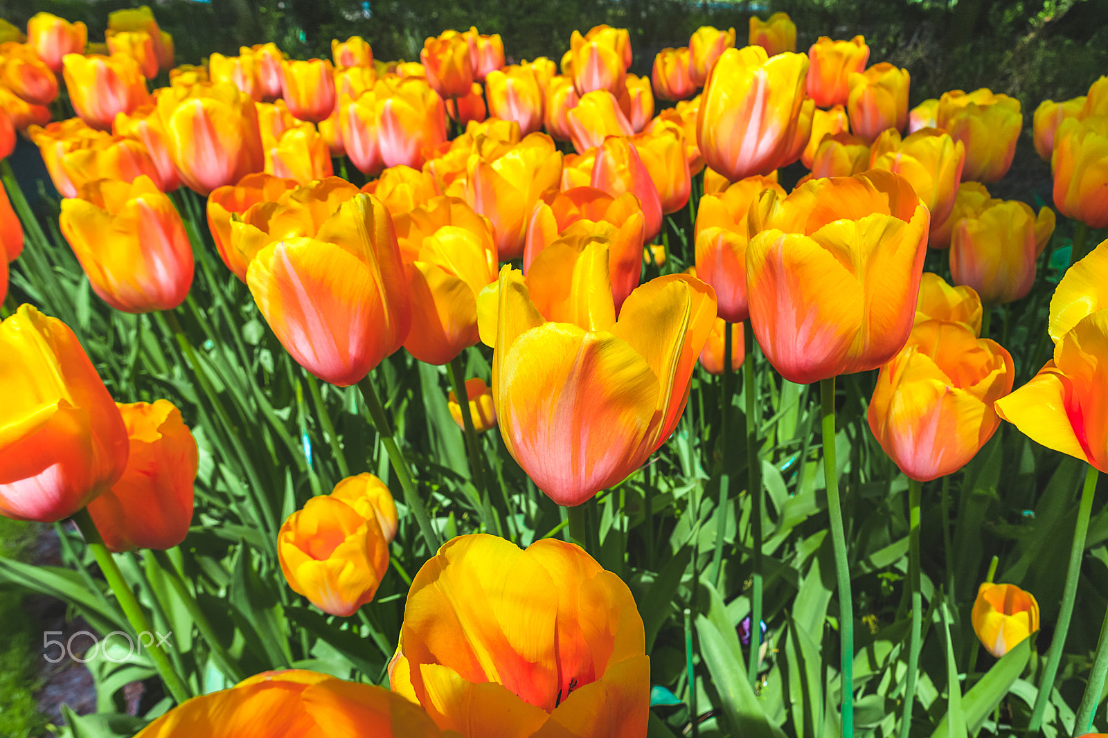 Canon EF 24mm F1.4L II USM sample photo. Tulip field in keukenhof gardens, lisse, netherlands photography