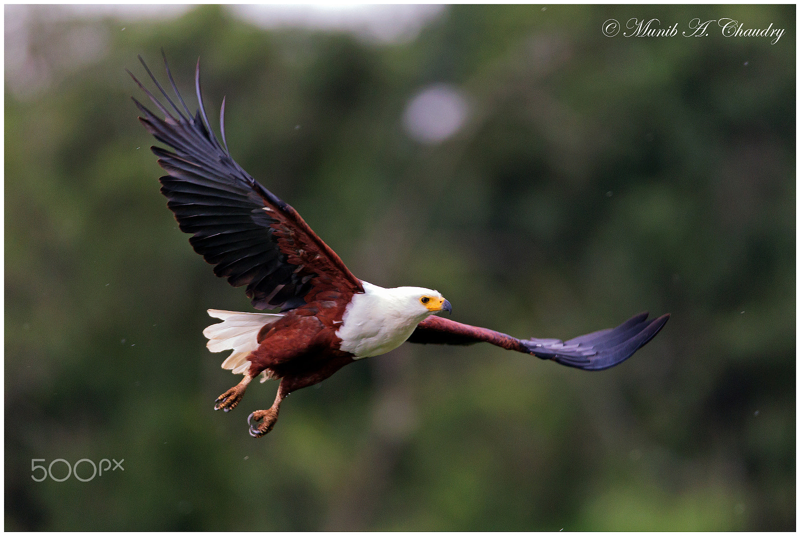 Canon EF 600mm f/4L IS sample photo. The formidable fisher! photography