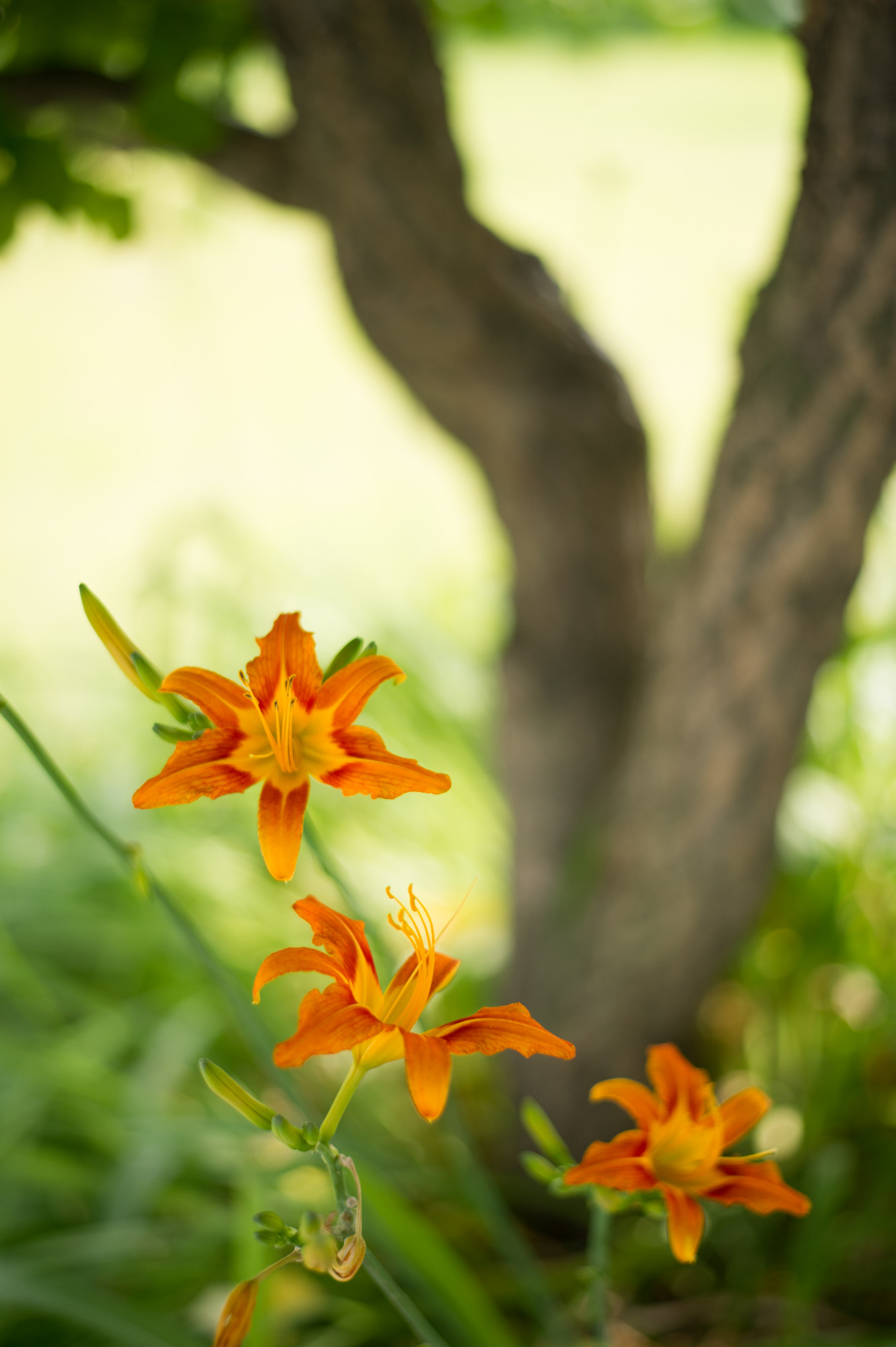 Nikon D3S + Nikon AF-S Nikkor 50mm F1.8G sample photo. Serenity photography