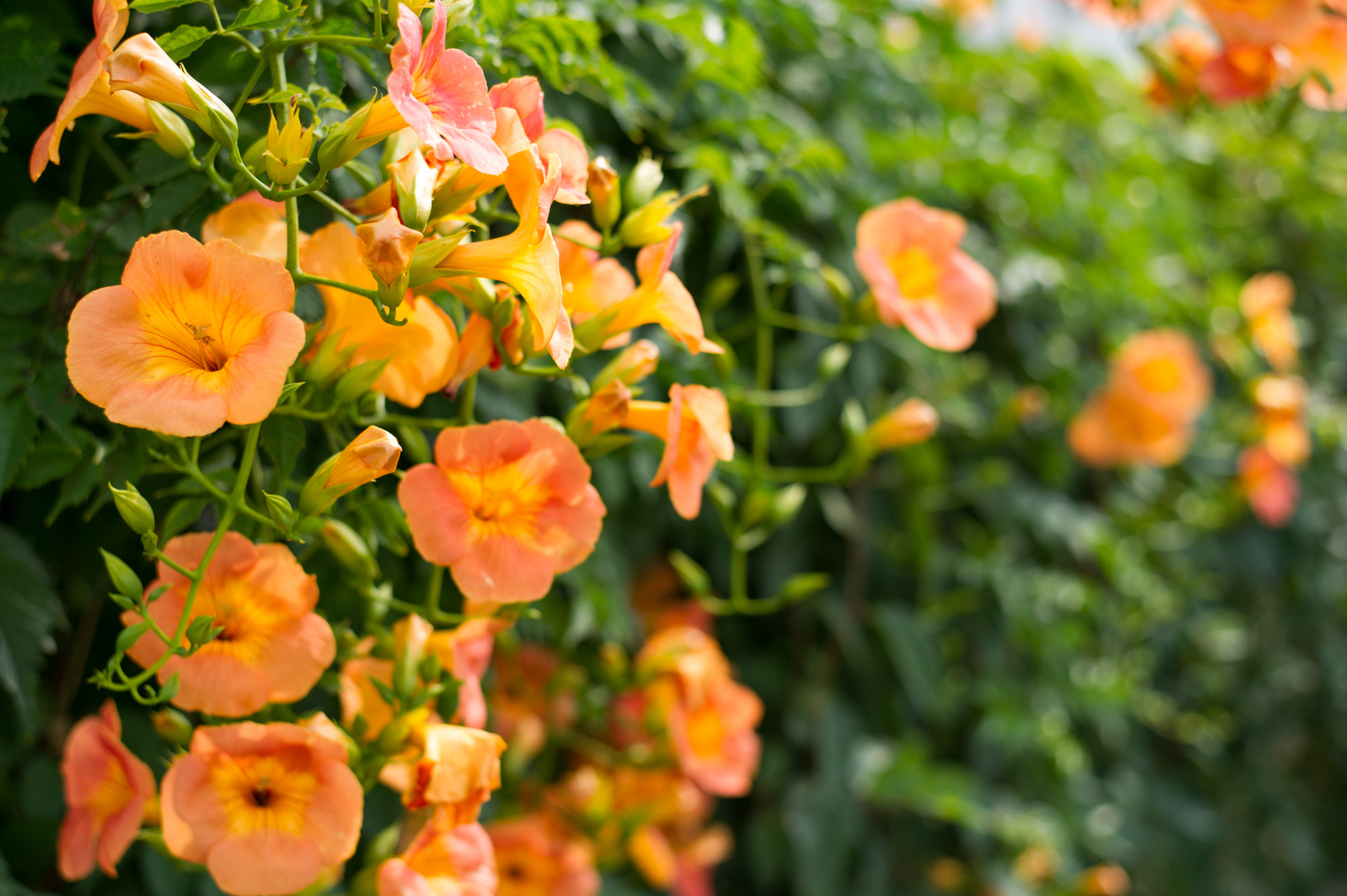 Nikon D3S + Nikon AF-S Nikkor 50mm F1.8G sample photo. Serenity photography