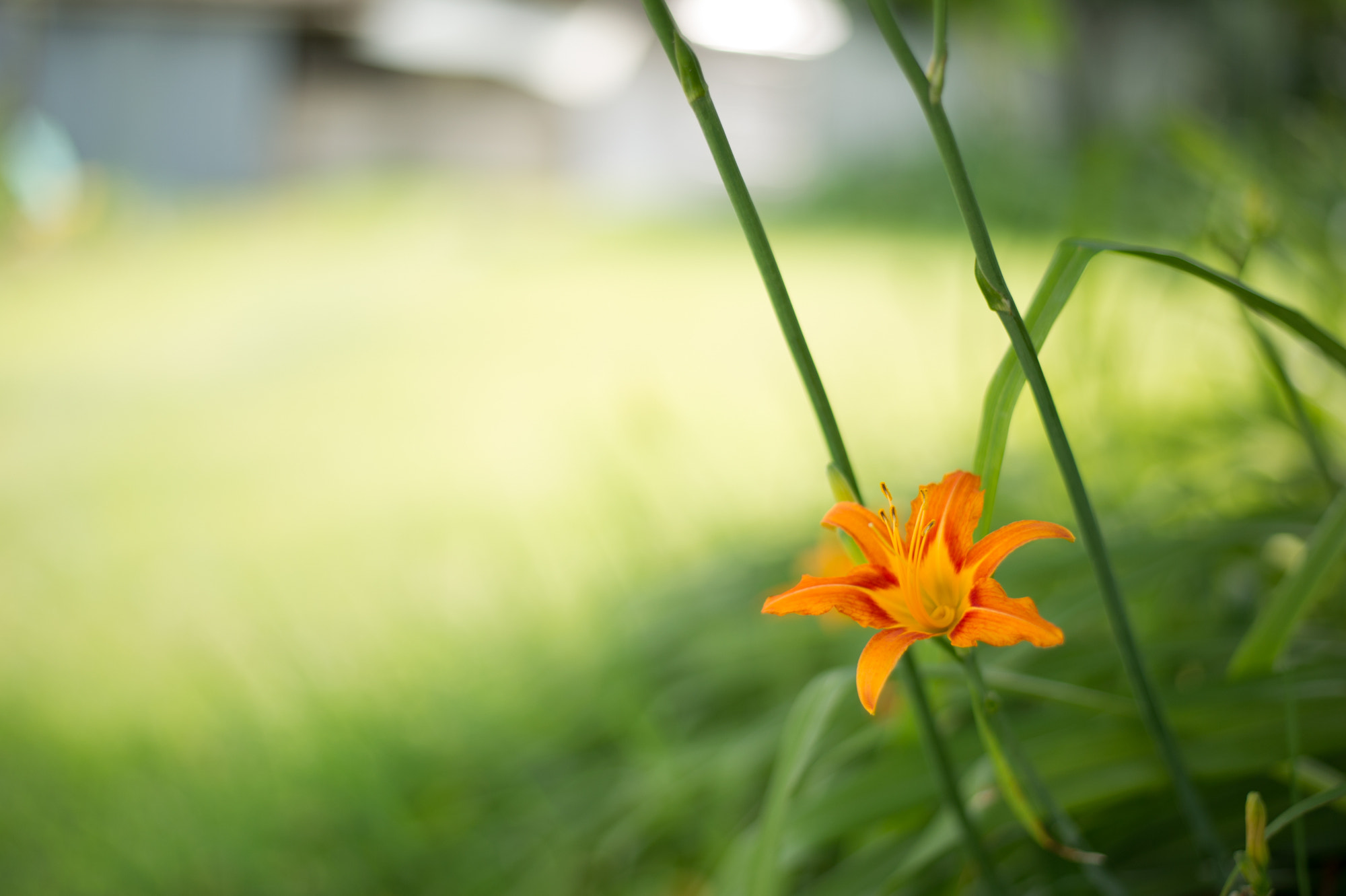 Nikon D3S + Nikon AF-S Nikkor 50mm F1.8G sample photo. Serenity photography