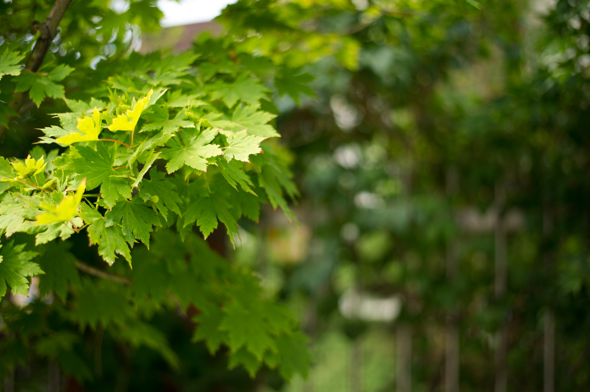 Nikon D3S + Nikon AF-S Nikkor 50mm F1.8G sample photo. Serenity photography