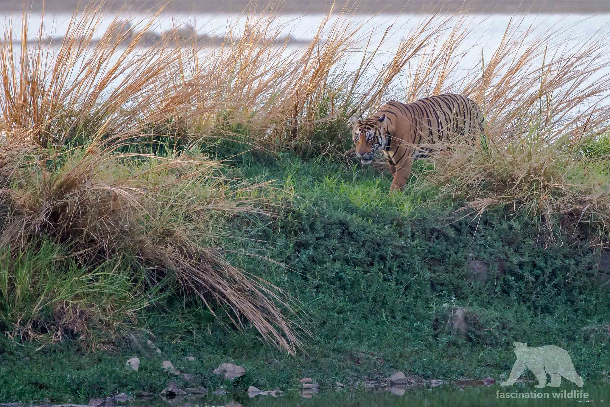 Sigma 150-600mm F5-6.3 DG OS HSM | S sample photo. Tiger on the prowl photography