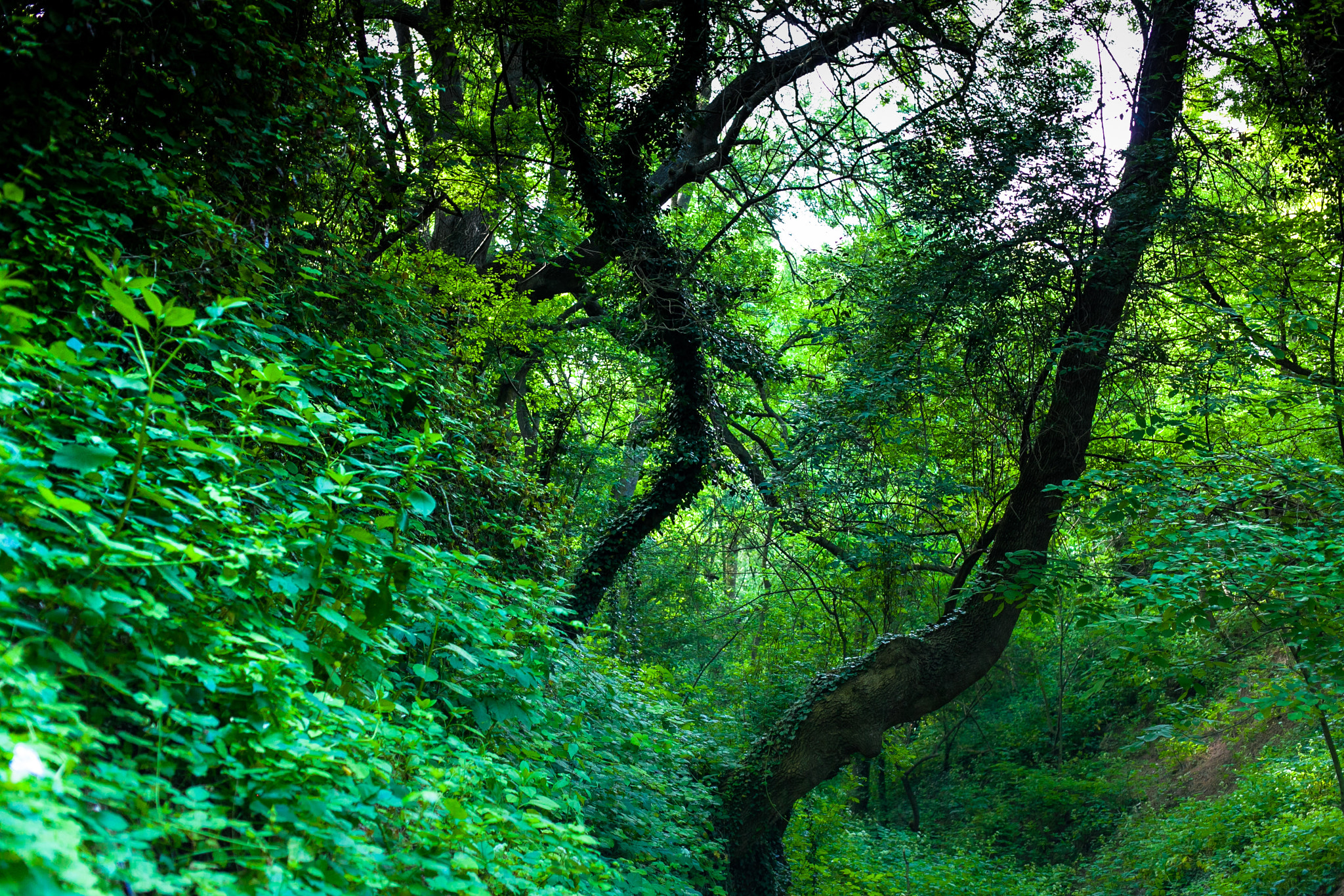 Canon EF 50mm F1.4 USM sample photo. Green photography