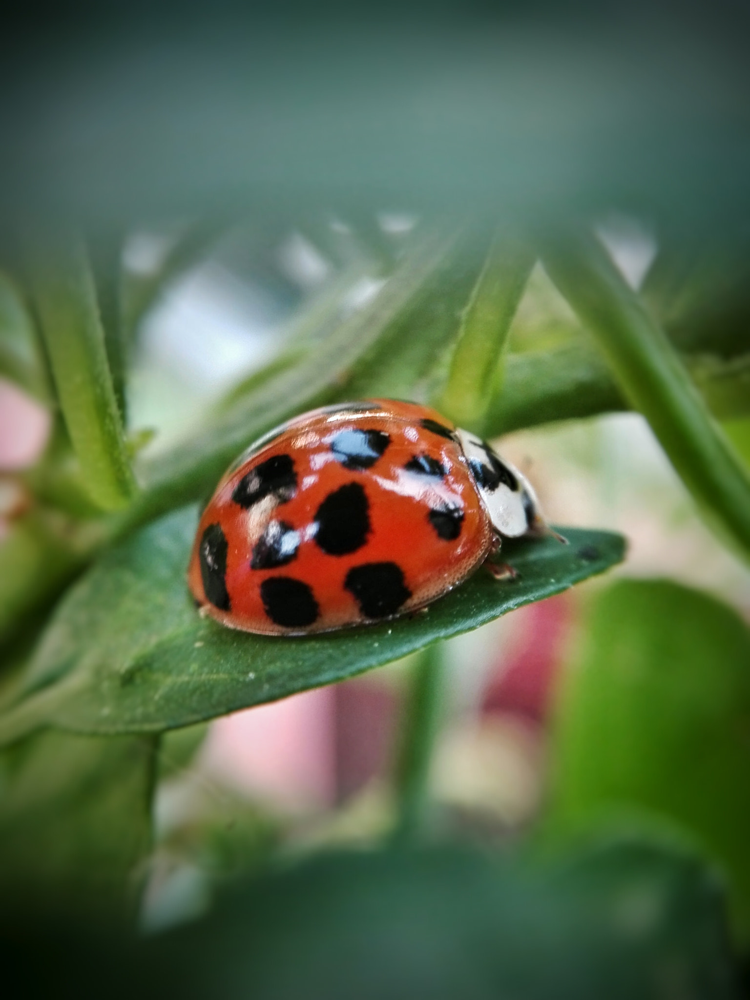 HUAWEI Mate 8 Lite sample photo. Another ladybug photography