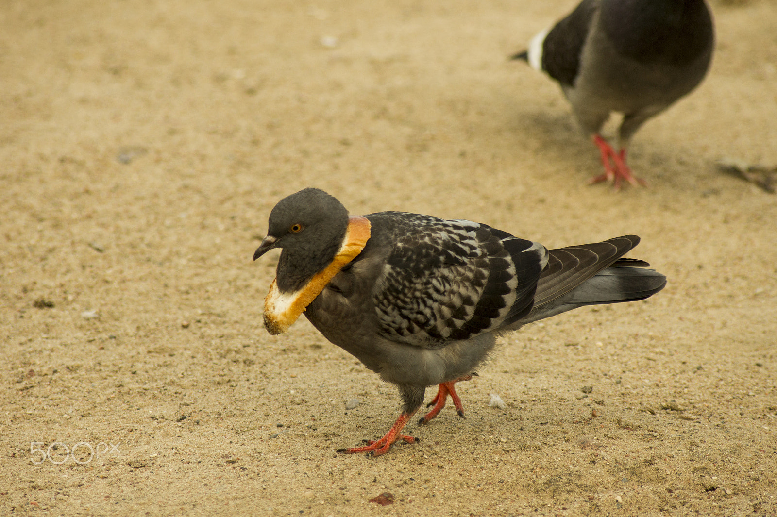 Sony Alpha DSLR-A450 + Sigma 70-300mm F4-5.6 DL Macro sample photo. Pigeon with bread necklace photography