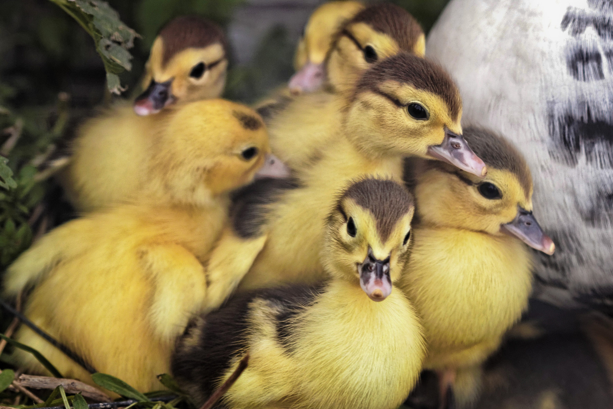 Canon EOS 450D (EOS Rebel XSi / EOS Kiss X2) sample photo. Ducklings photography