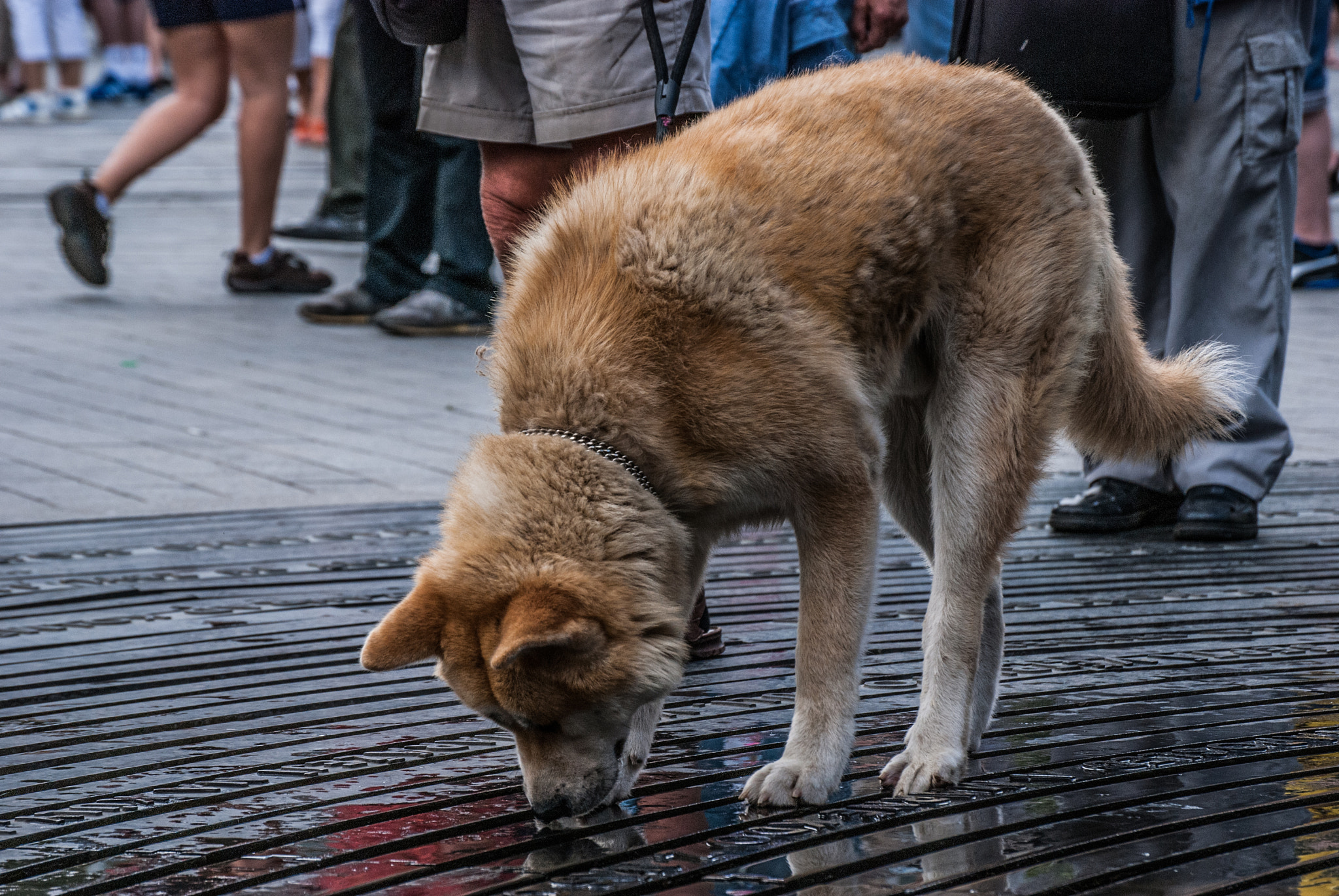 Nikon D80 sample photo. Mr.dog photography