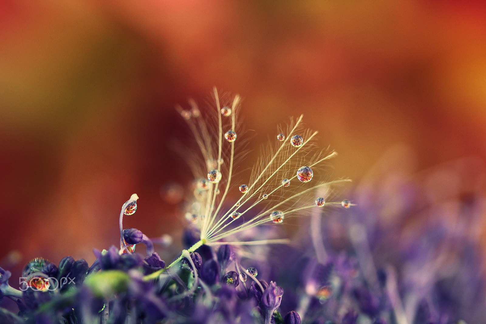 Canon EF-S 60mm F2.8 Macro USM sample photo. Passione a colori photography
