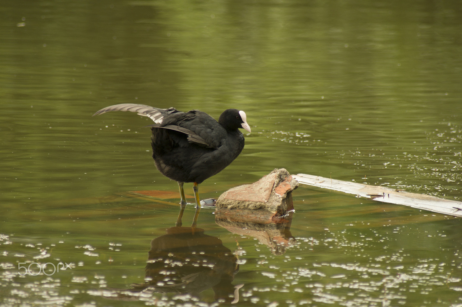 Sony Alpha DSLR-A450 + Sony 75-300mm F4.5-5.6 sample photo. Coot photography