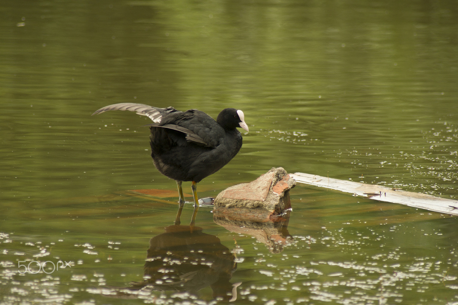 Sony Alpha DSLR-A450 sample photo. Coot photography