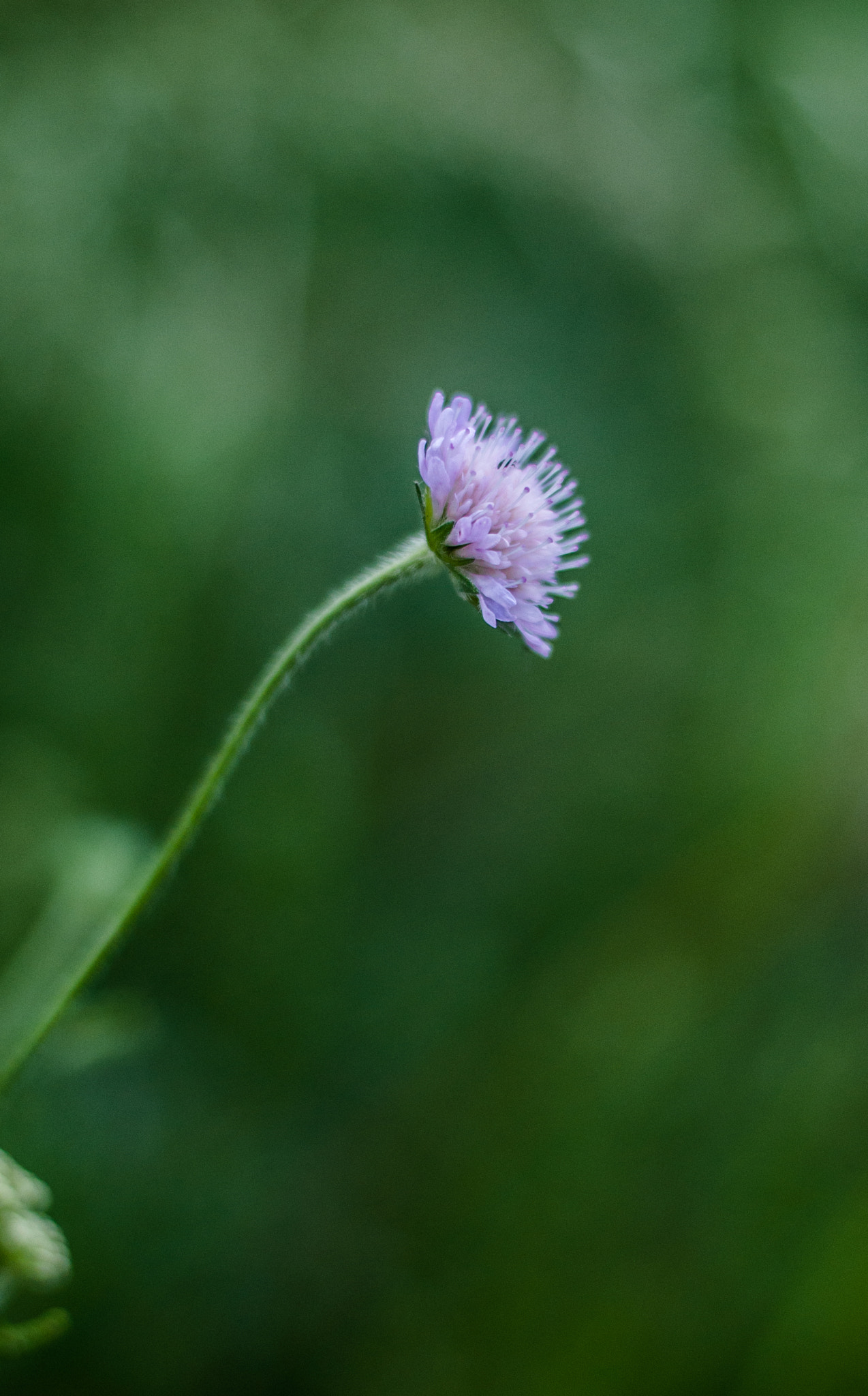 AF Nikkor 50mm f/1.4 sample photo. Untitled photography