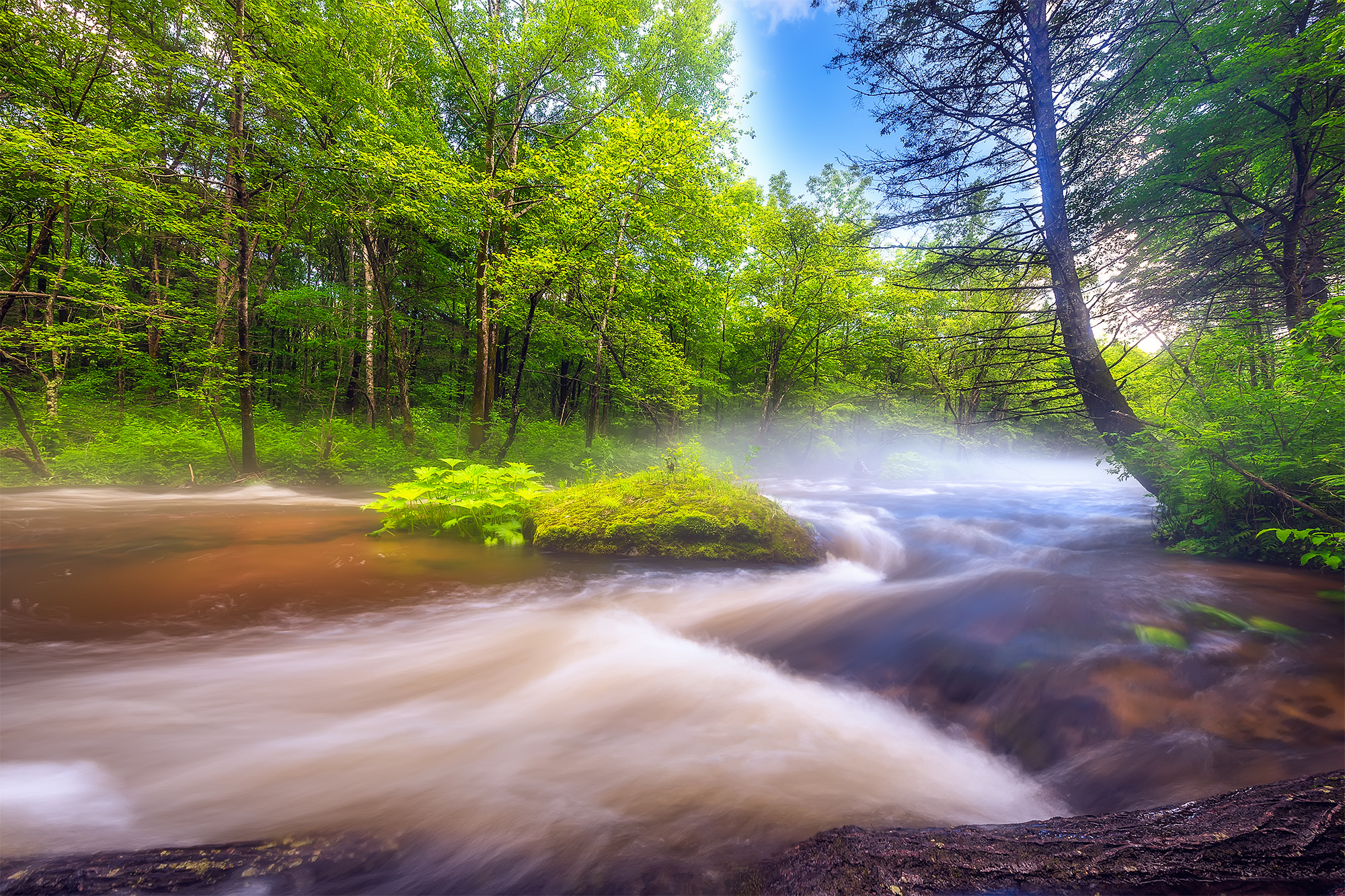 Nikon D3X + Nikon AF-S Nikkor 14-24mm F2.8G ED sample photo. Dream jungle photography