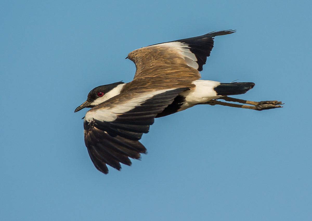 Nikon AF-S Nikkor 200-400mm F4G ED-IF VR sample photo. Spur-winged plover. photography