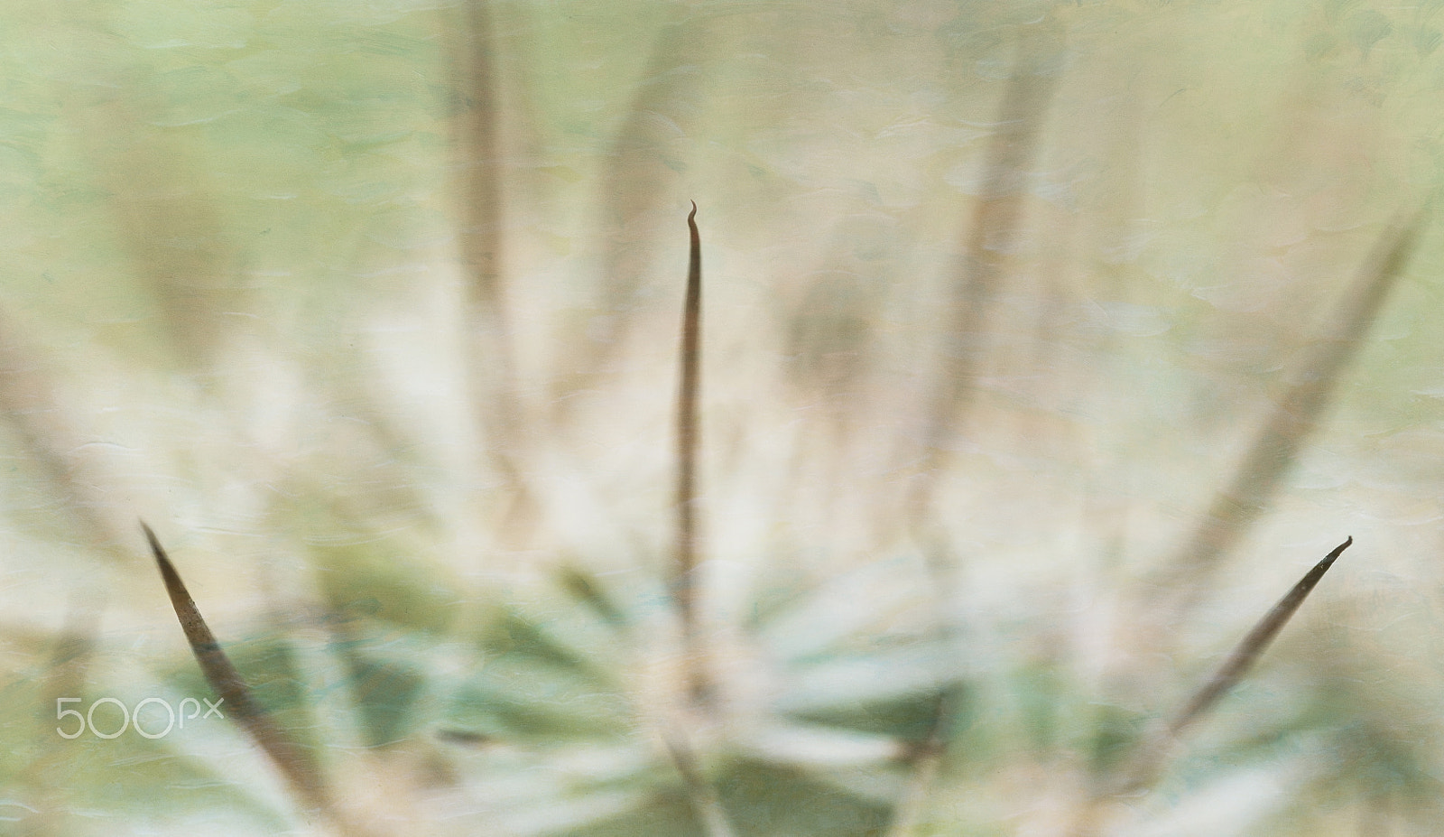 Panasonic Lumix DMC-G5 sample photo. Cactus up close photography