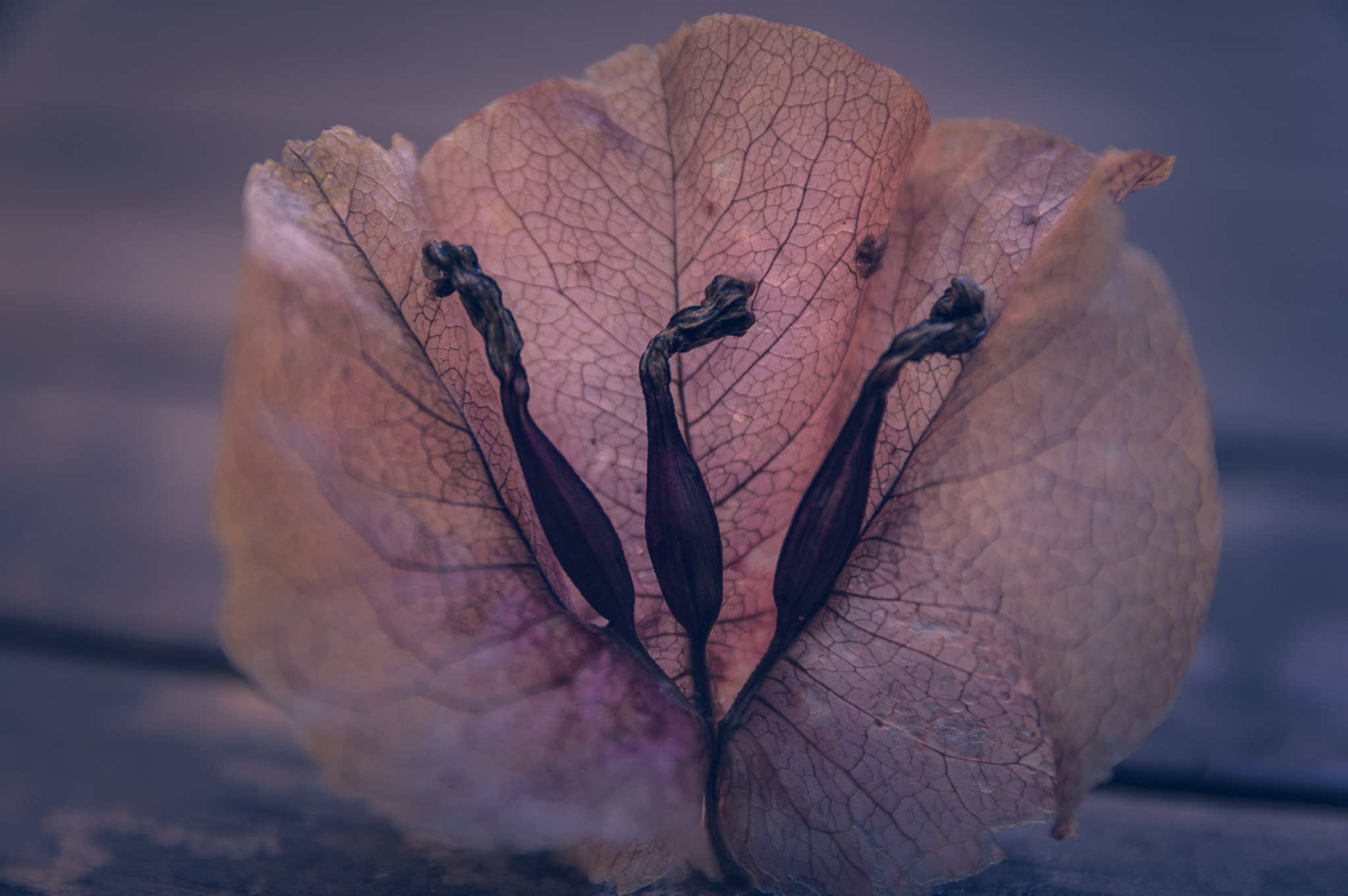Sigma 17-70mm F2.8-4 DC Macro HSM | C sample photo. Buganvilla photography