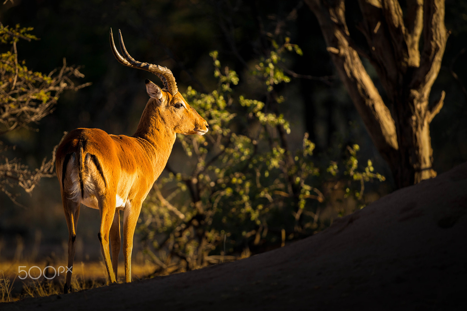 Nikon D800E + Nikon AF-S Nikkor 500mm F4G ED VR sample photo. Impala photography