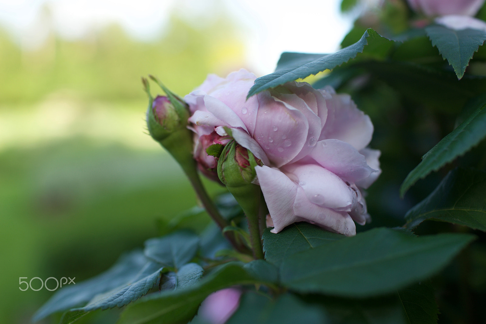 Sony Cyber-shot DSC-RX1R + Sony 35mm F2.0 sample photo. Raindrops and roses photography