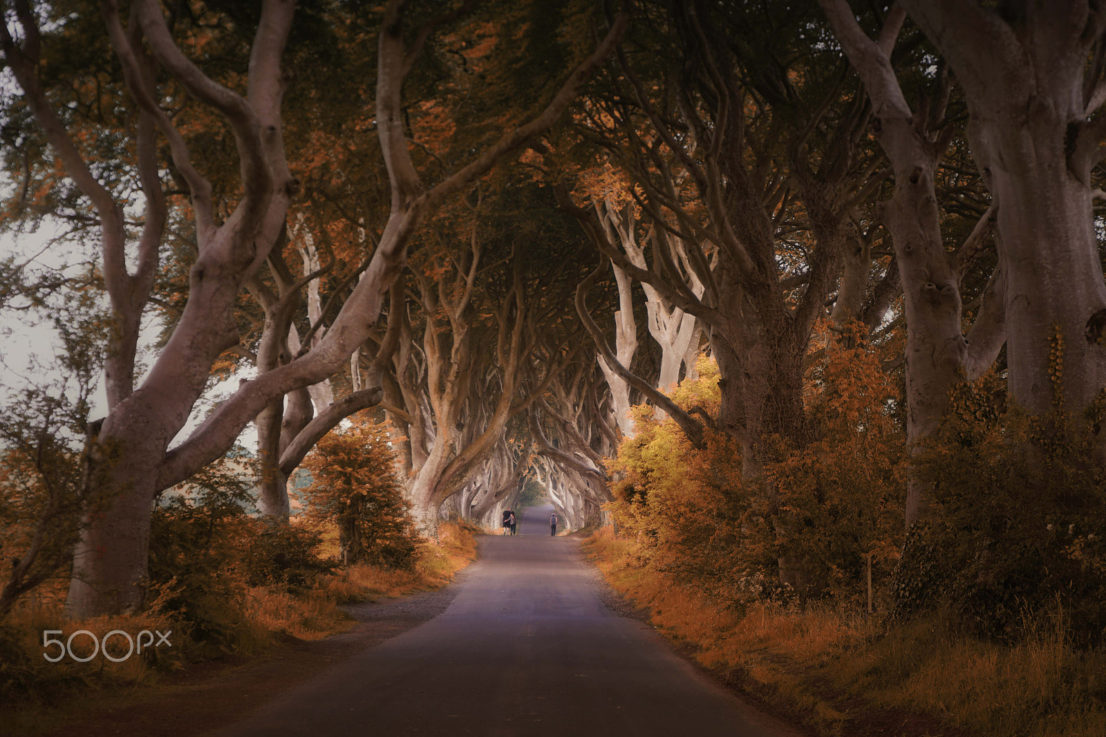 Saumsun NX 16-50mm F2-2.8 S ED OIS sample photo. Dark hedges photography
