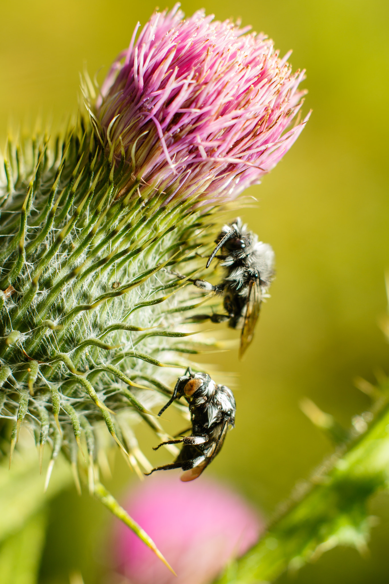 Canon EF 35-80mm f/4-5.6 sample photo. Skewered photography