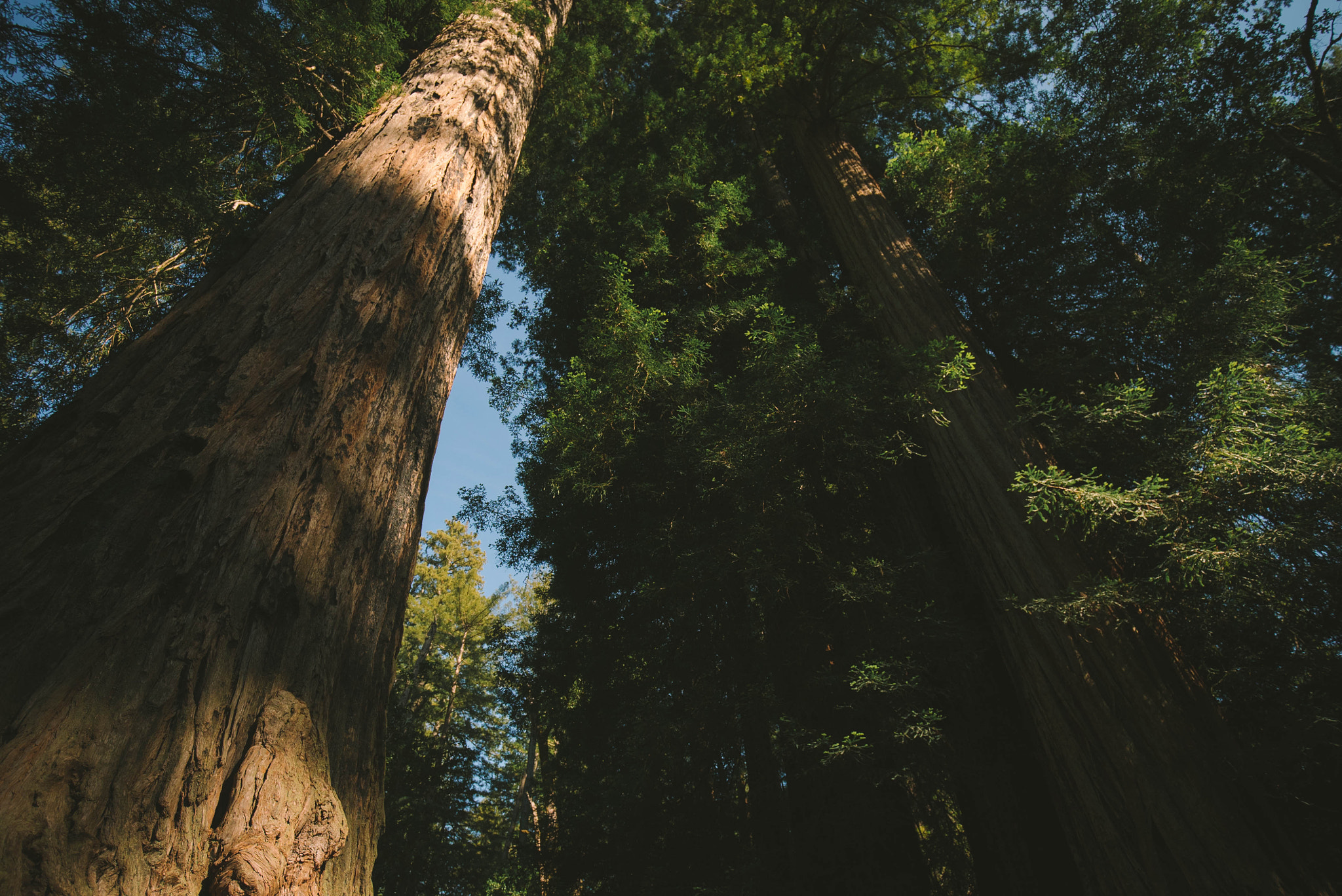 Sony a7S II + Canon EF 16-35mm F4L IS USM sample photo. Redwoods photography