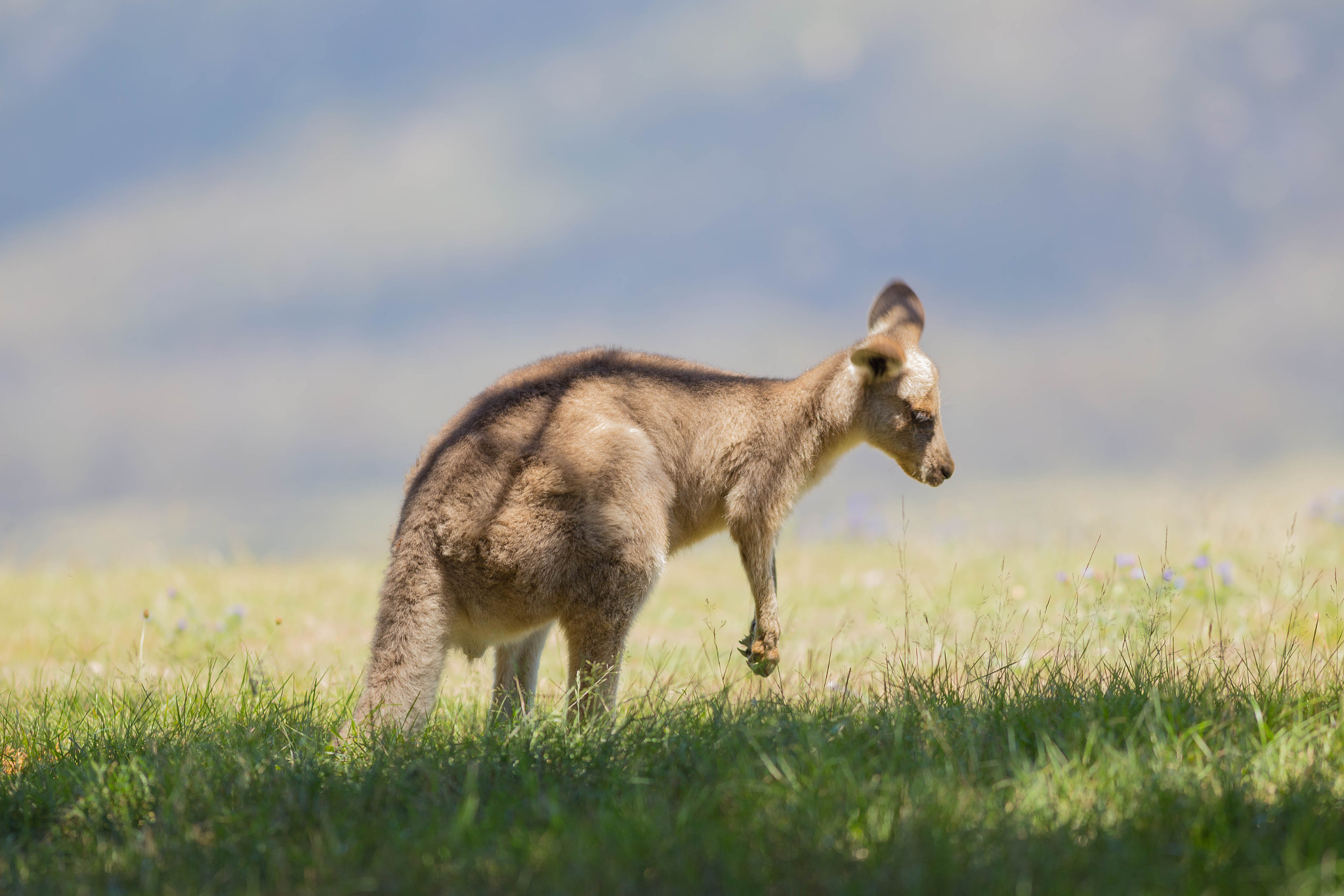 Canon EOS 6D + Canon EF 400mm F5.6L USM sample photo. Joey in the shade photography