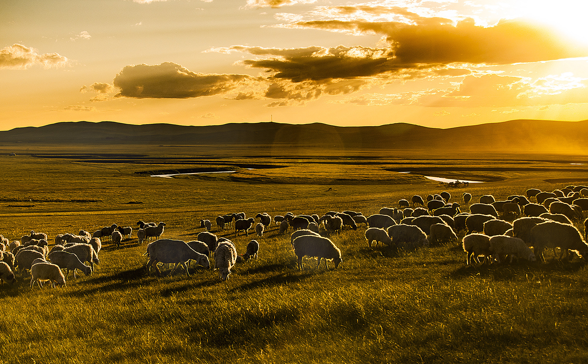 Nikon D80 sample photo. Sunset flock of sheep photography