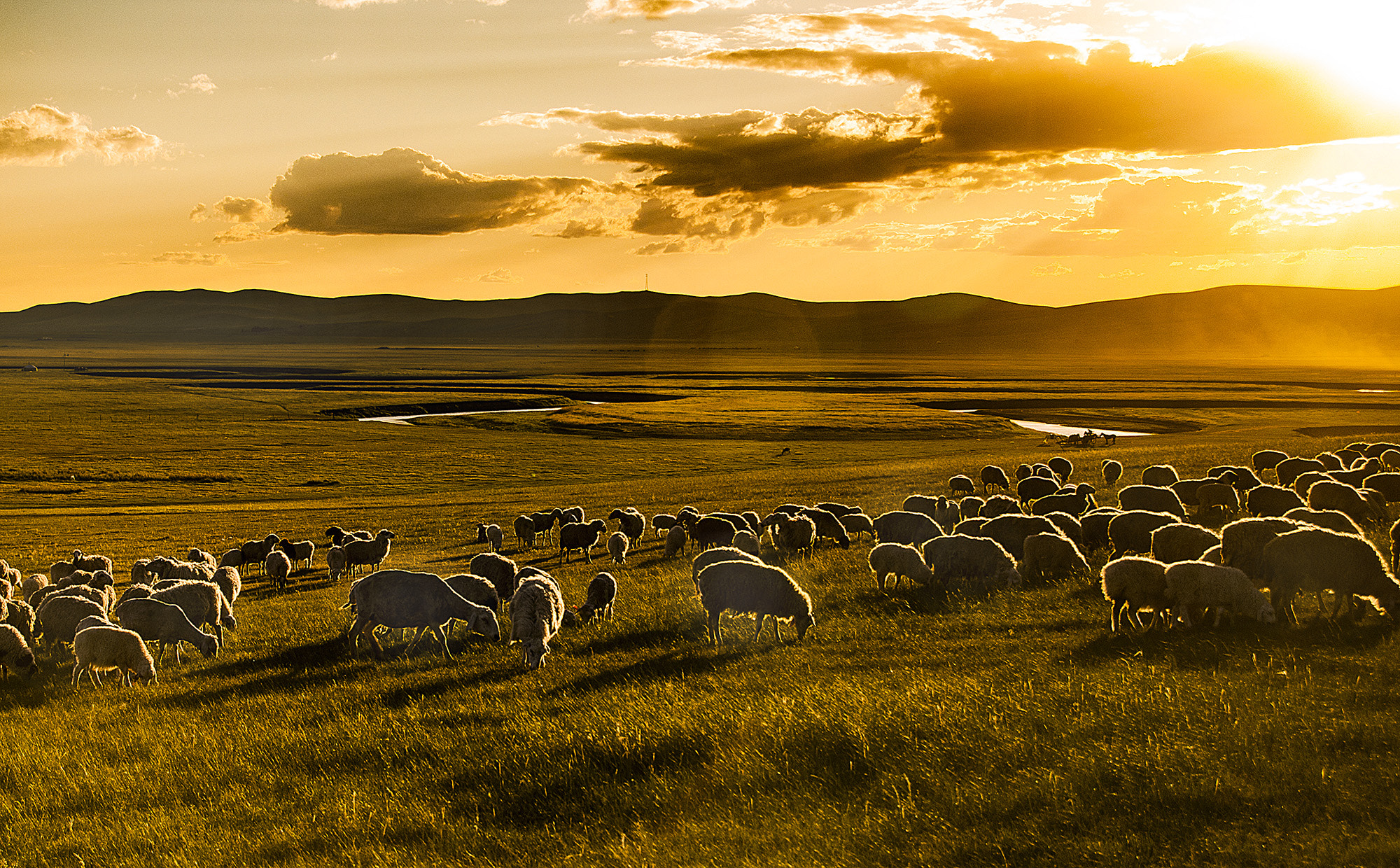 Sigma 18-250mm F3.5-6.3 DC OS HSM sample photo. Sunset flock of sheep photography