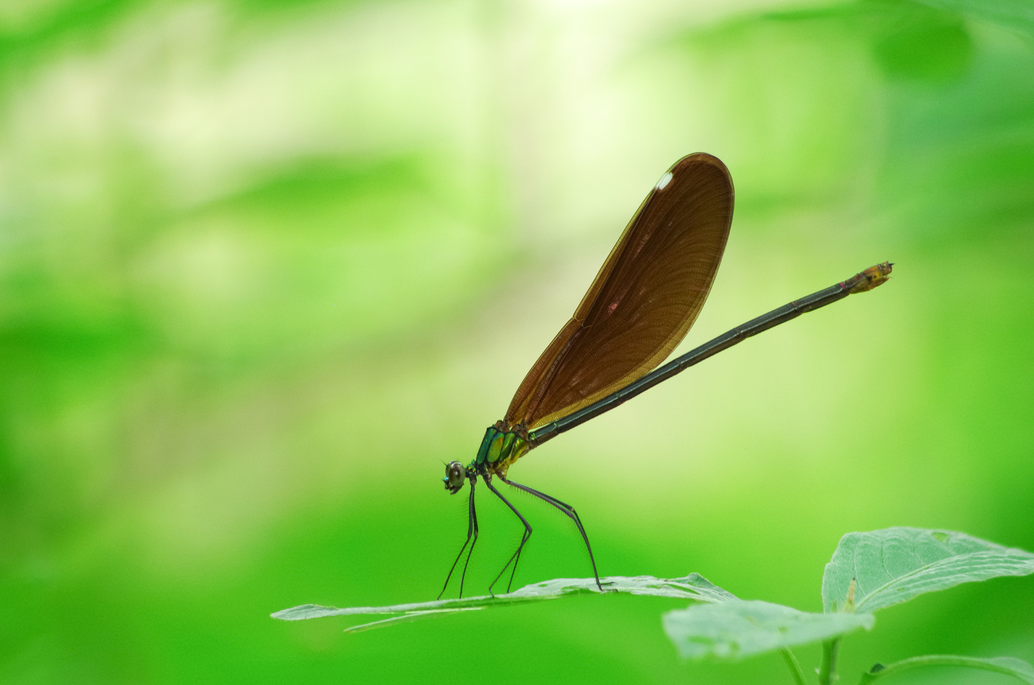 smc PENTAX-DA L 55-300mm F4-5.8 ED sample photo. Dragonfly photography