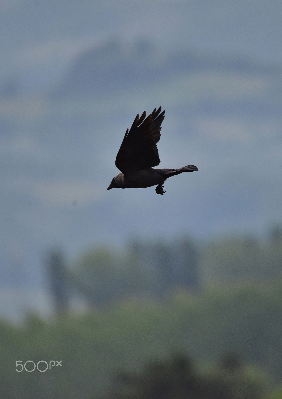 Sigma 150-500mm F5-6.3 DG OS HSM sample photo. Dsc_3747.jpg photography