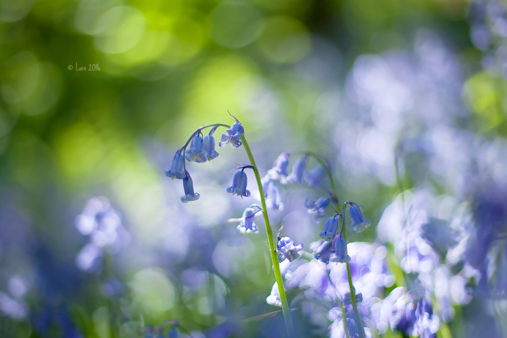 Canon EF 50mm F1.4 USM sample photo. Blue bells photography