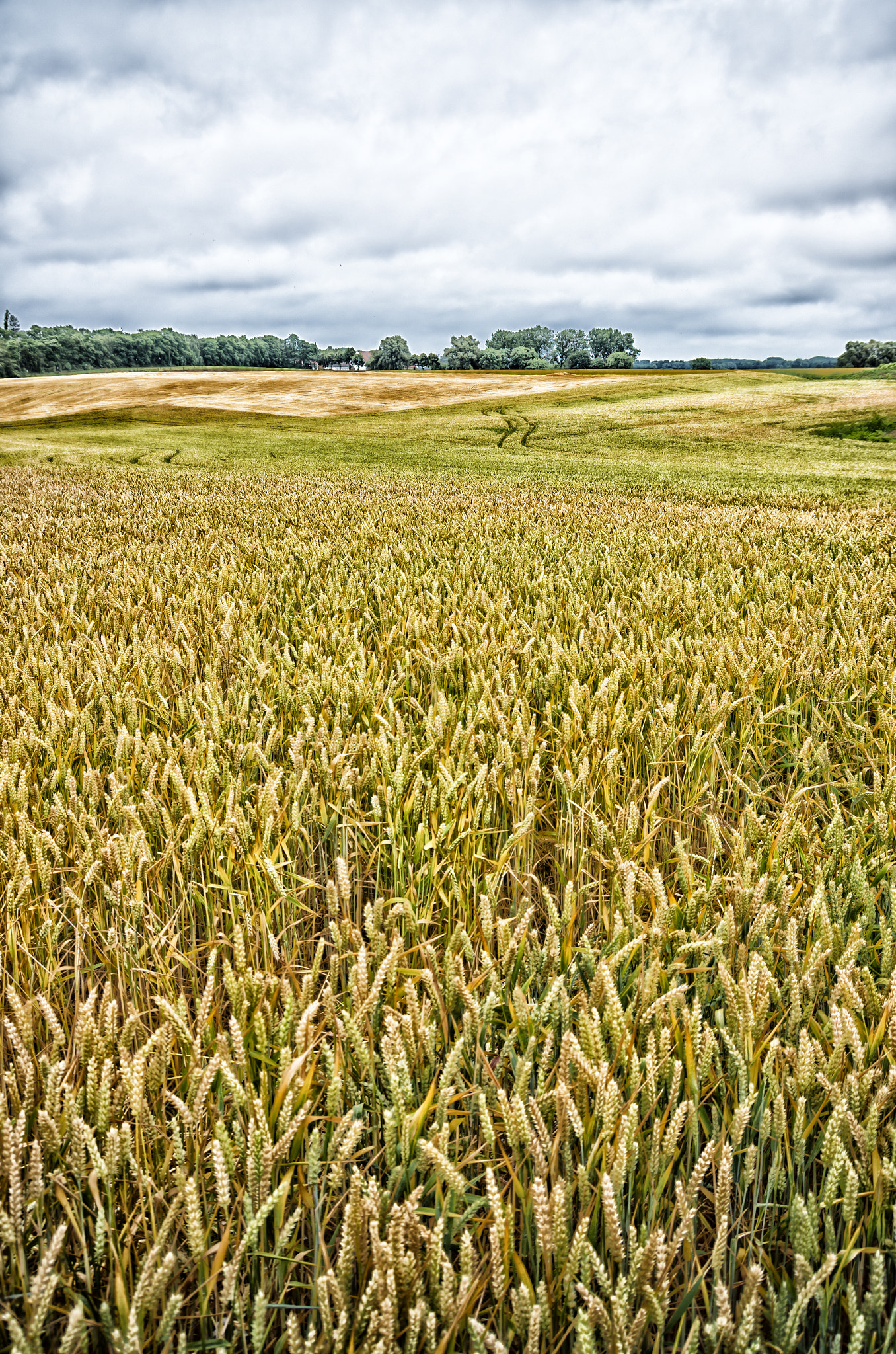 Pentax K-5 IIs sample photo. Grain field photography