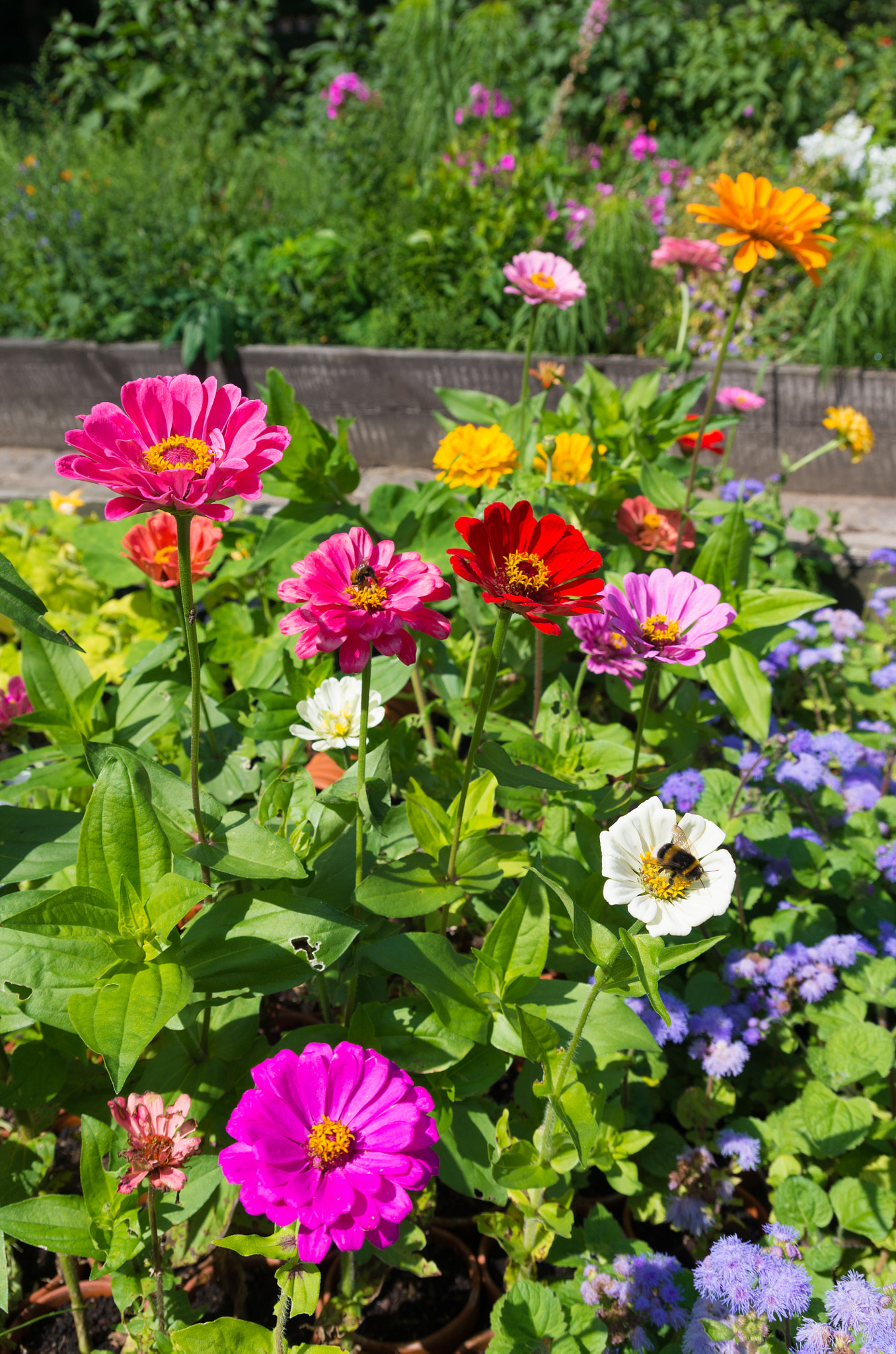Pentax K-5 IIs sample photo. Flower garden photography
