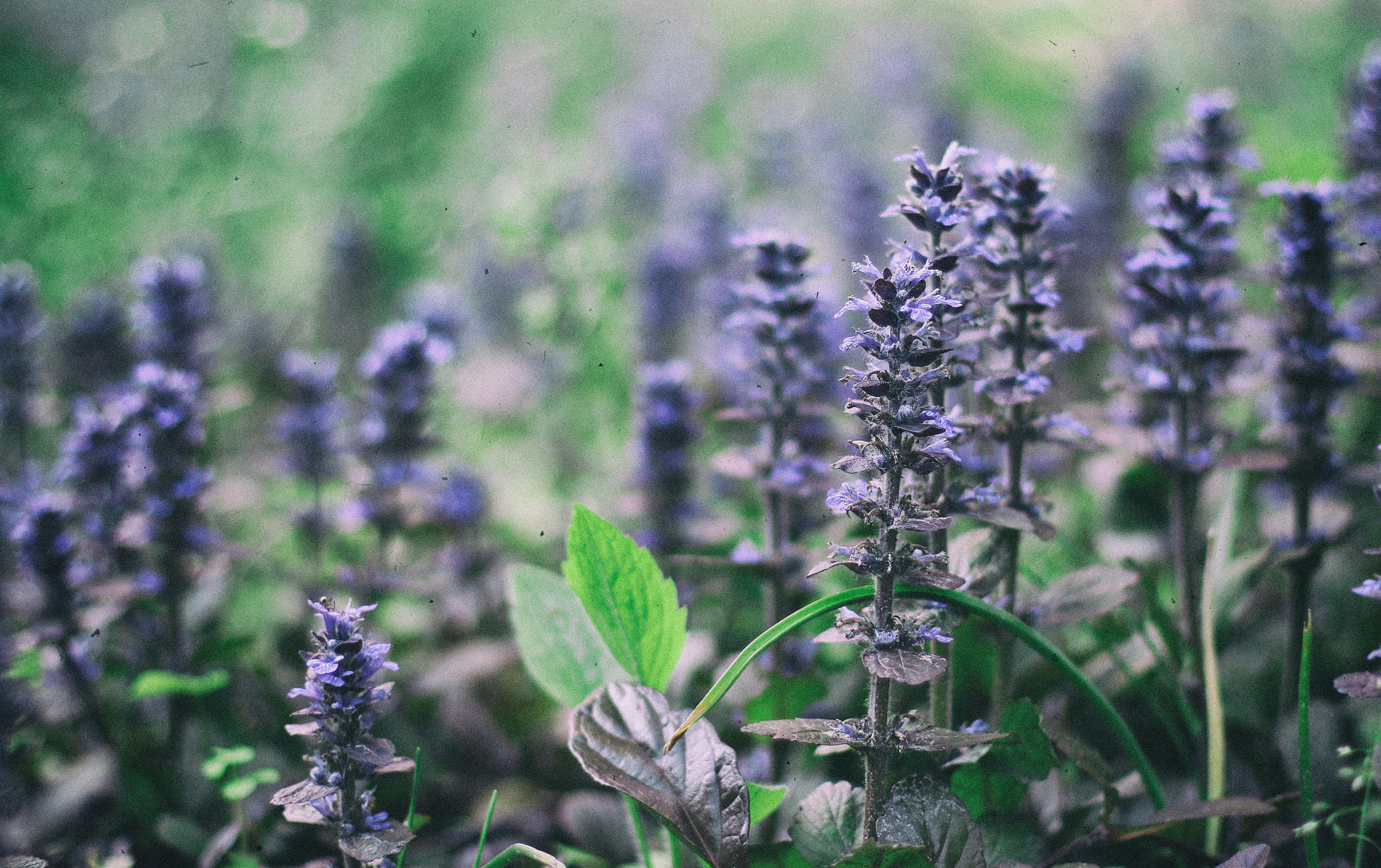 Canon EOS 7D Mark II + Canon EF 50mm F1.4 USM sample photo. .purple grass. photography