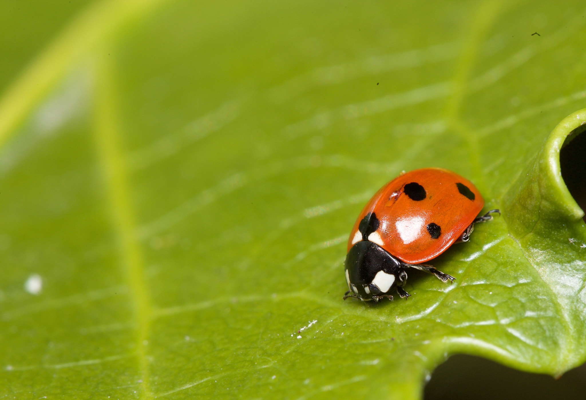 Canon EOS-1Ds Mark II sample photo. Ladybird photography