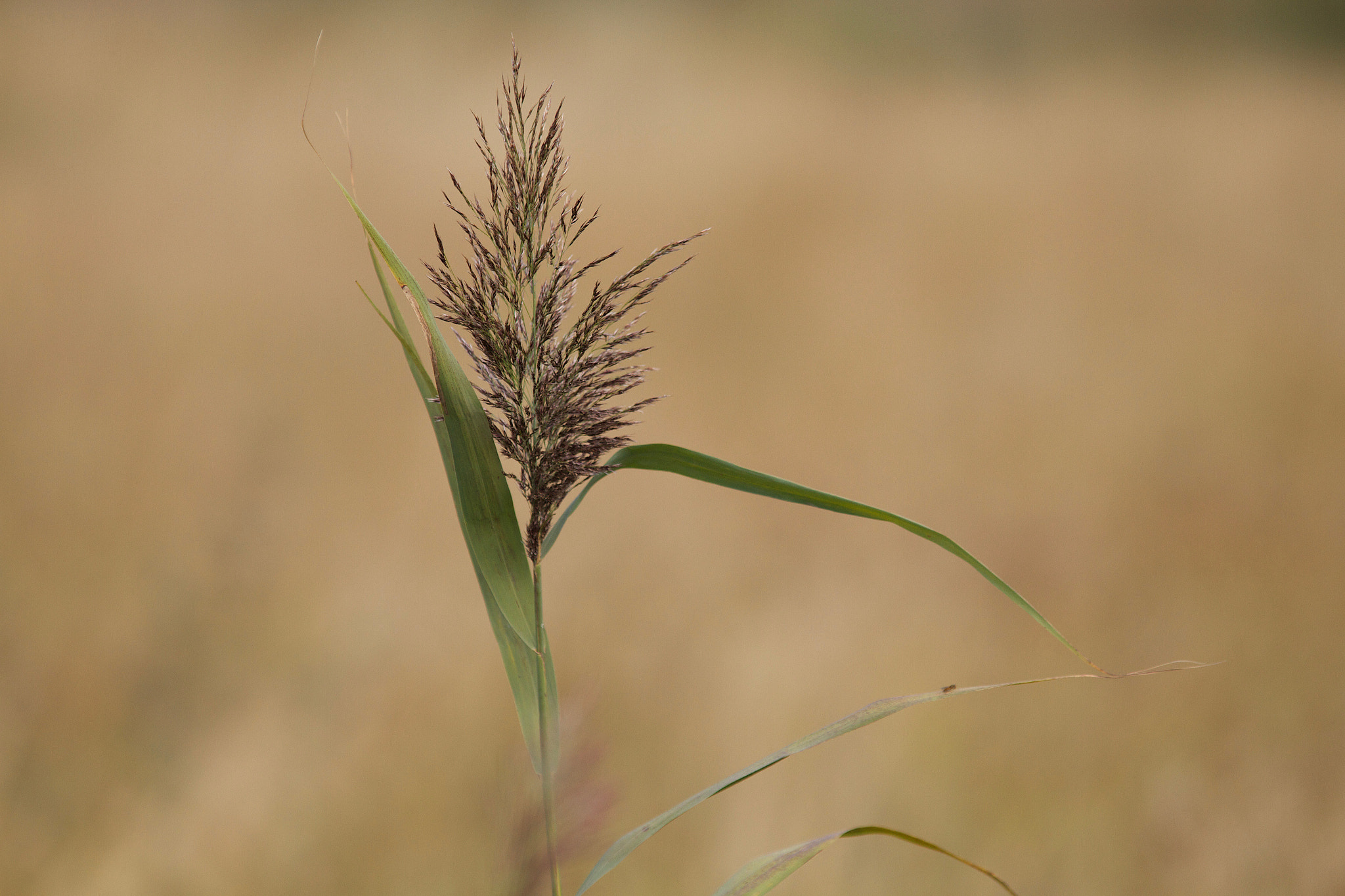 Canon EF 200mm f/1.8L + 1.4x sample photo. Grass.jpg photography