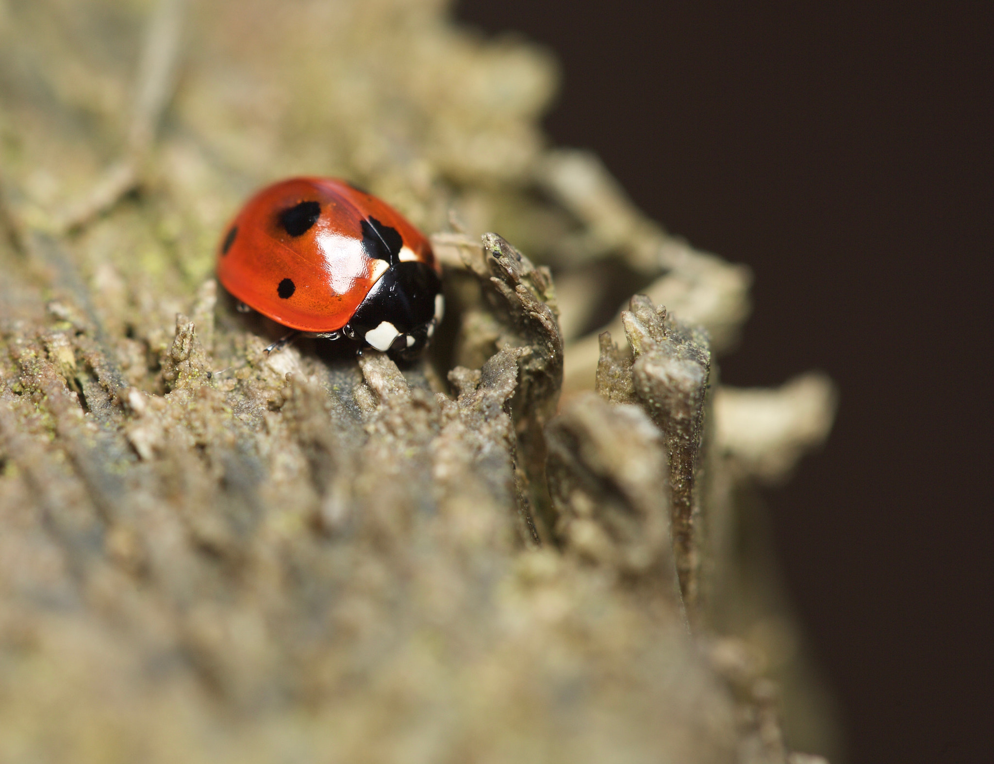 Canon EOS-1Ds Mark II + Canon EF 100mm F2.8 Macro USM sample photo. Lady bug.jpg photography