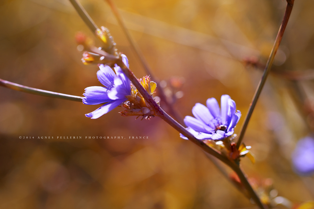 Canon EOS 40D + Canon EF 100mm F2.8L Macro IS USM sample photo. Hope photography