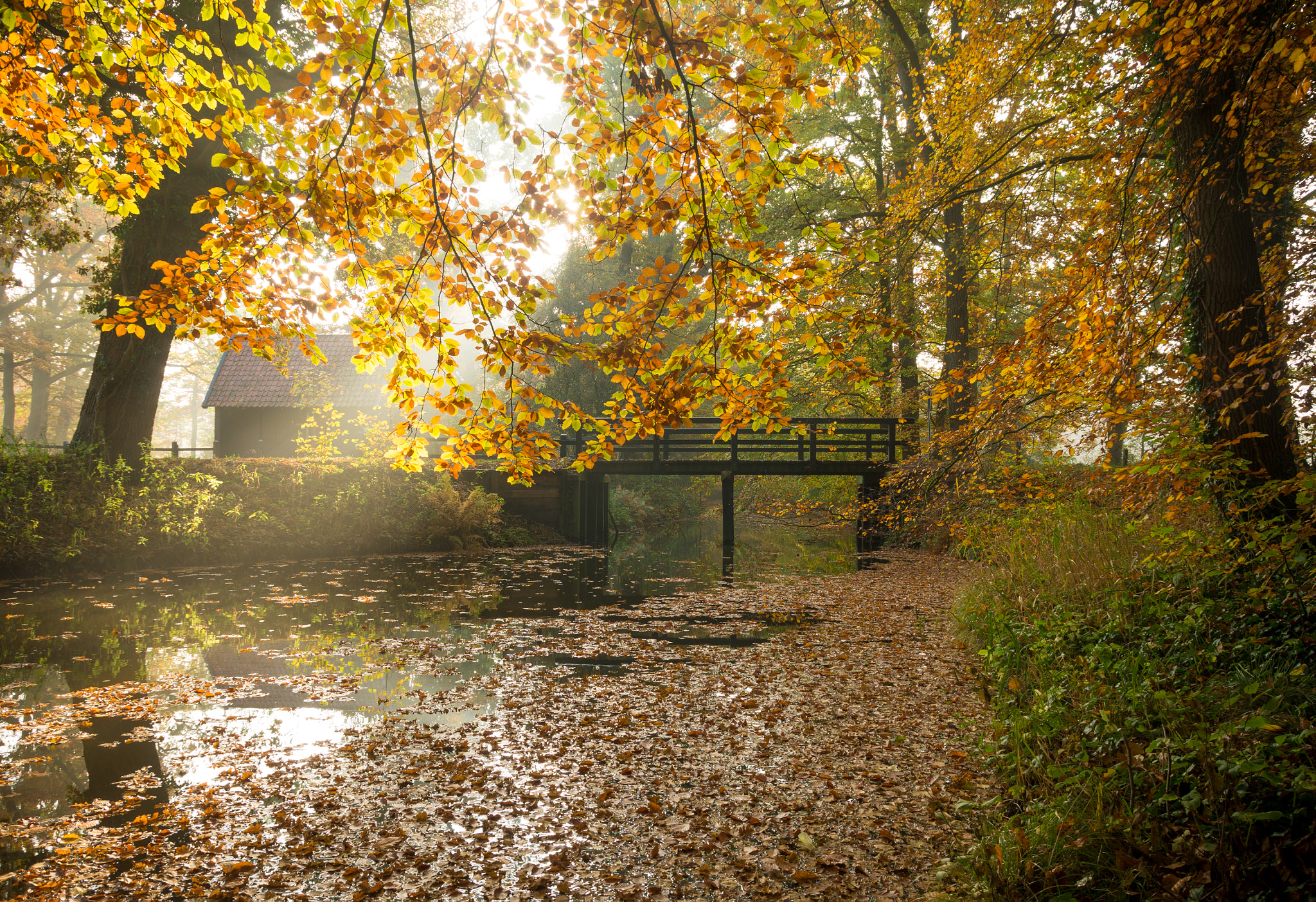 Pentax K-5 IIs sample photo. Autumn forest photography