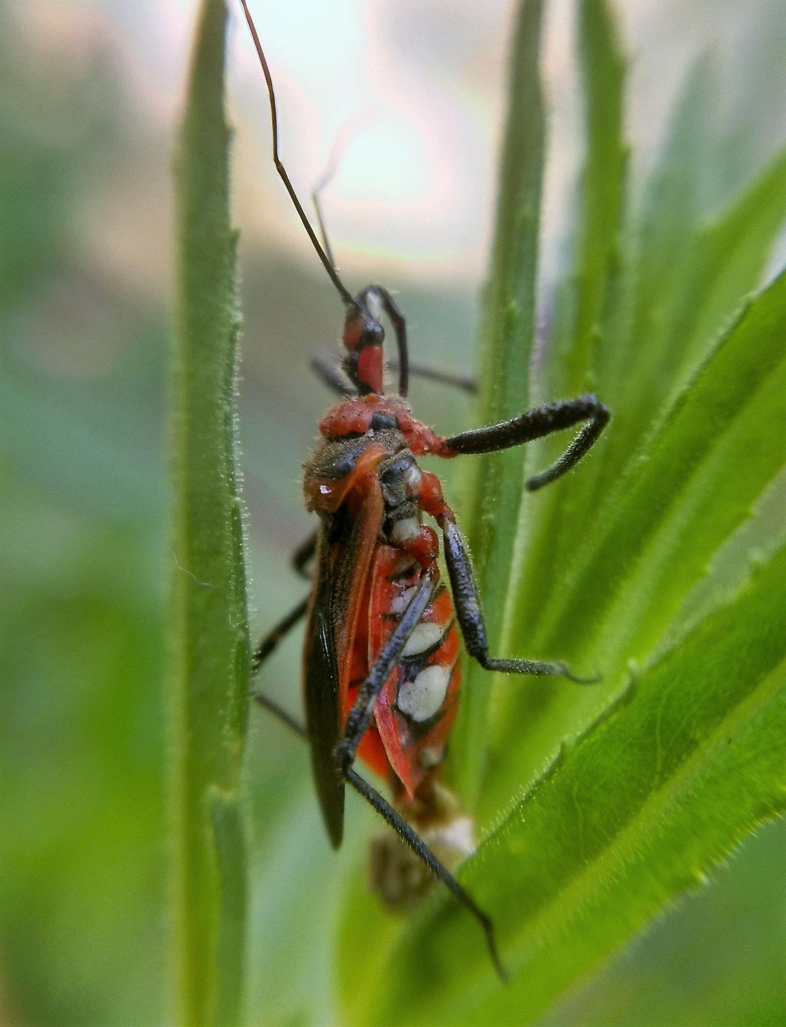 Nokia Lumia 730 Dual SIM sample photo. I see the red bug on green leaves photography